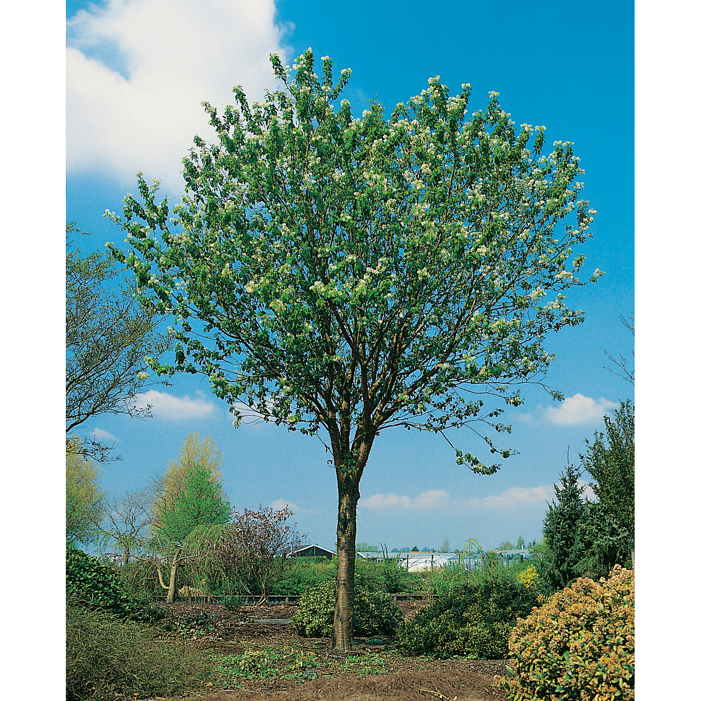 Näverhägg Omnia Garden Högstamsträd 300-400 cm, Frilandsodlad Alleträd, Vit Blomning