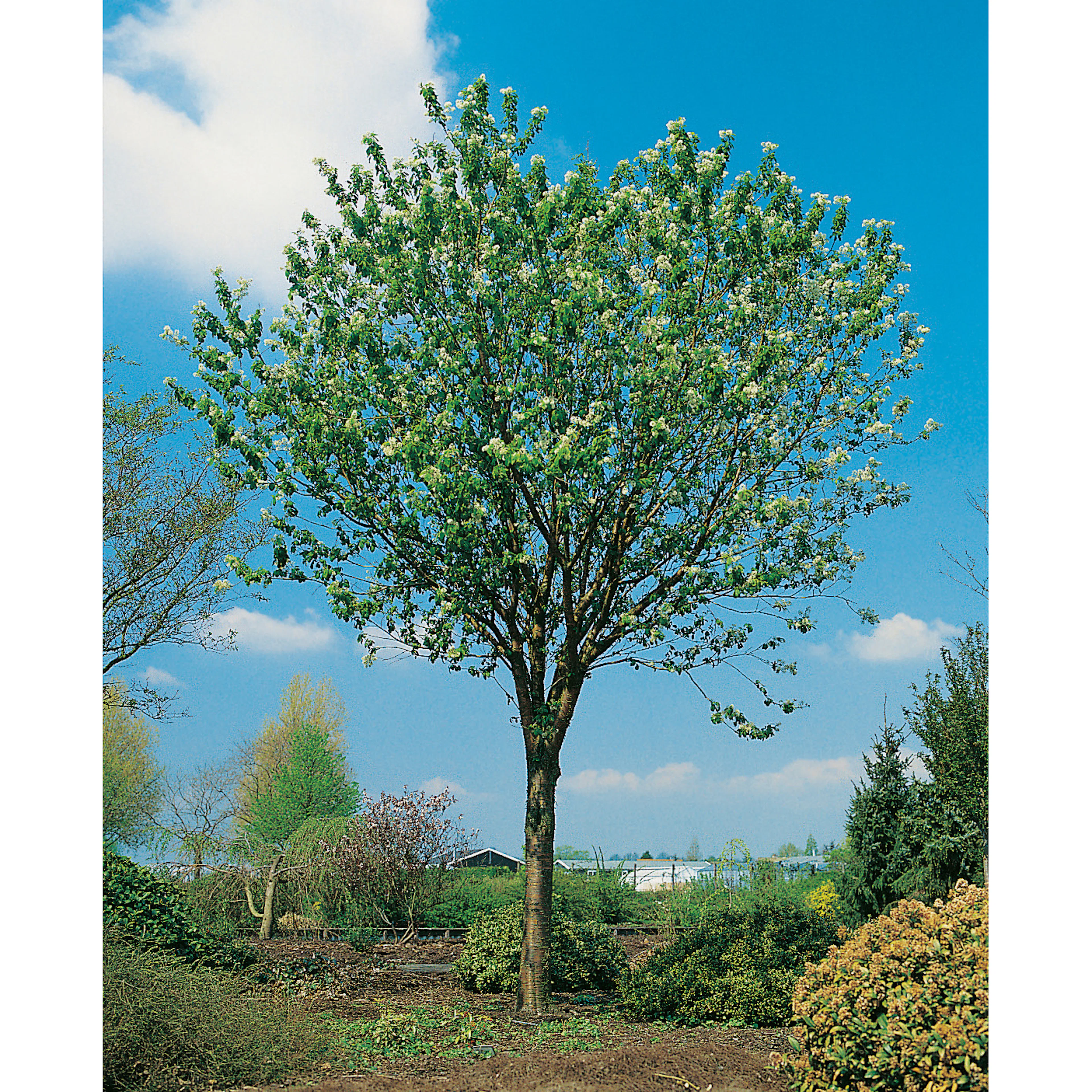Näverhägg Omnia Garden Högstamsträd 300-400 cm, Frilandsodlad Alleträd, Vit Blomning