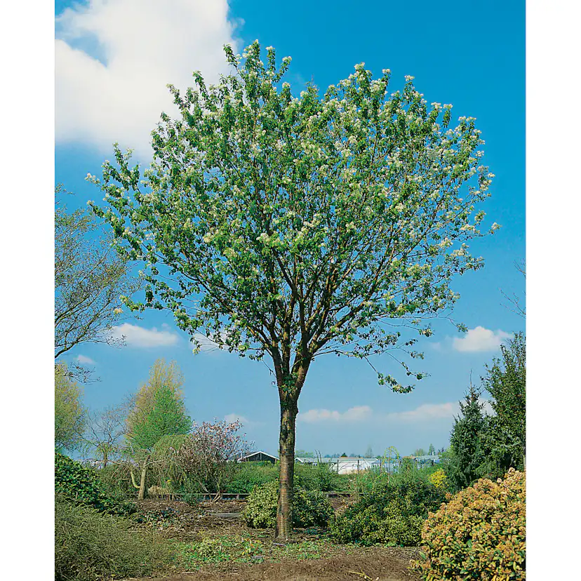 Näverhägg Omnia Garden Högstamsträd 300-400 cm, Frilandsodlad Alleträd, Vit Blomning