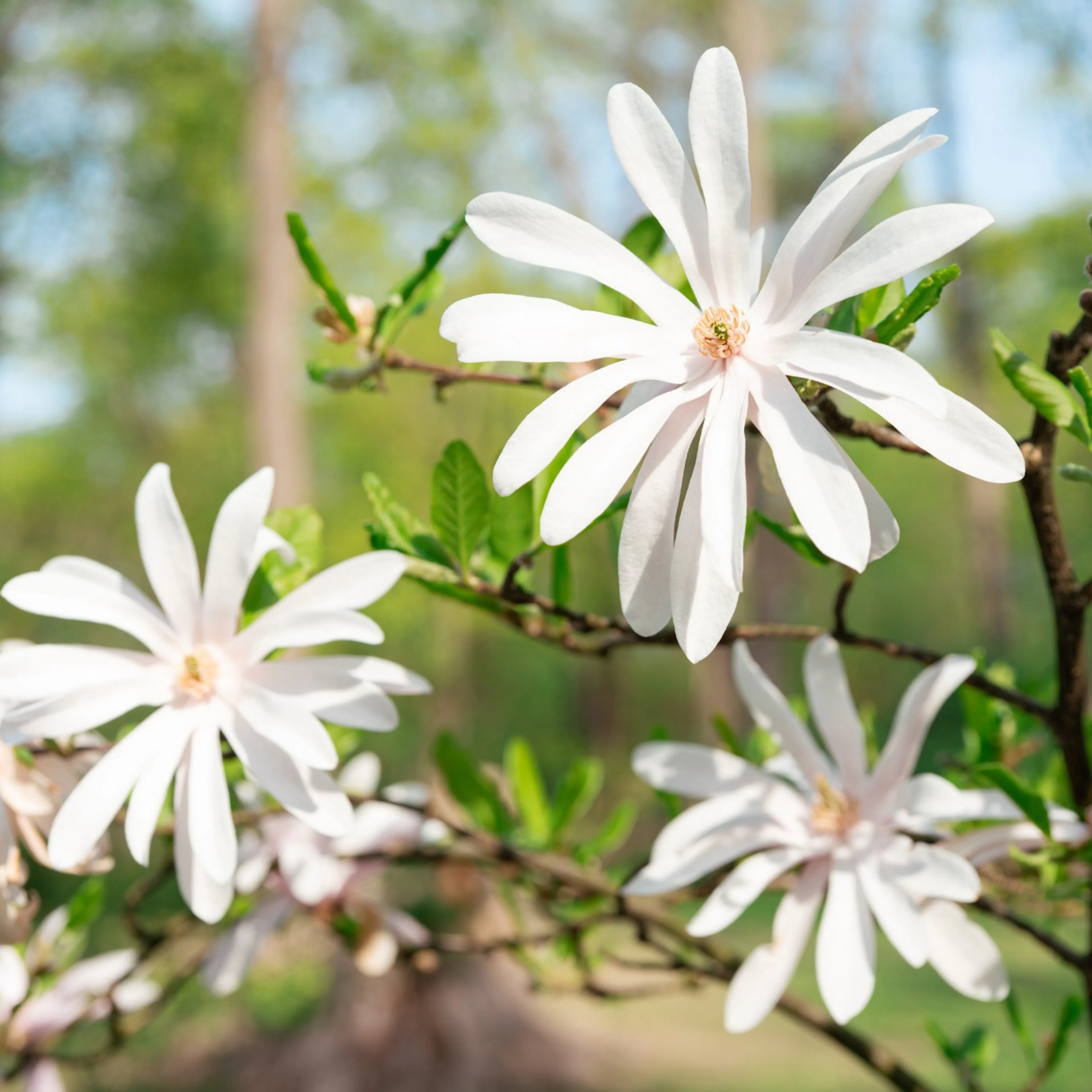 Prydnadsbuske Omnia Garden Stjärnmagnolia 80-100 cm