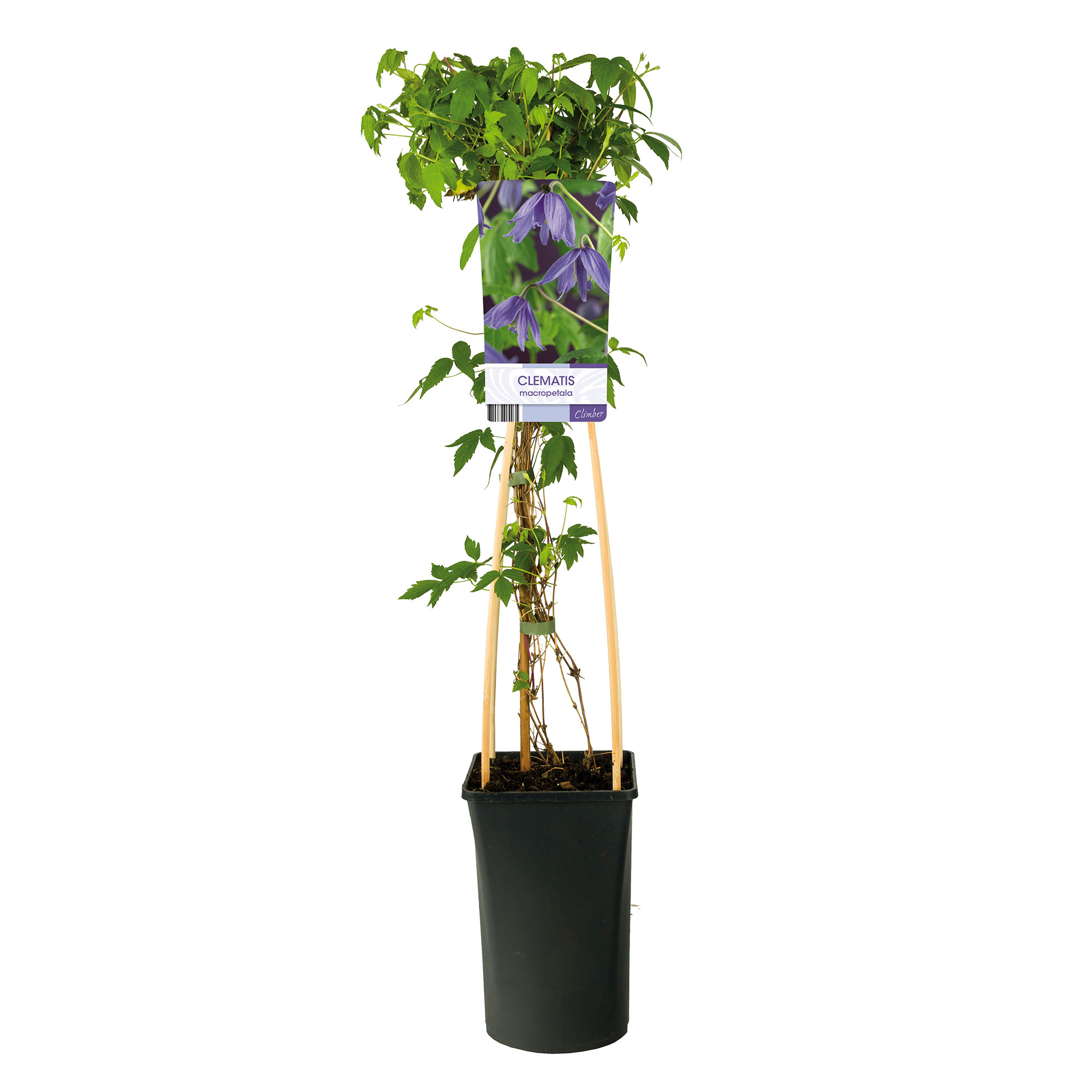 Klätterväxt Kronklematis Omnia Garden 40-60 cm