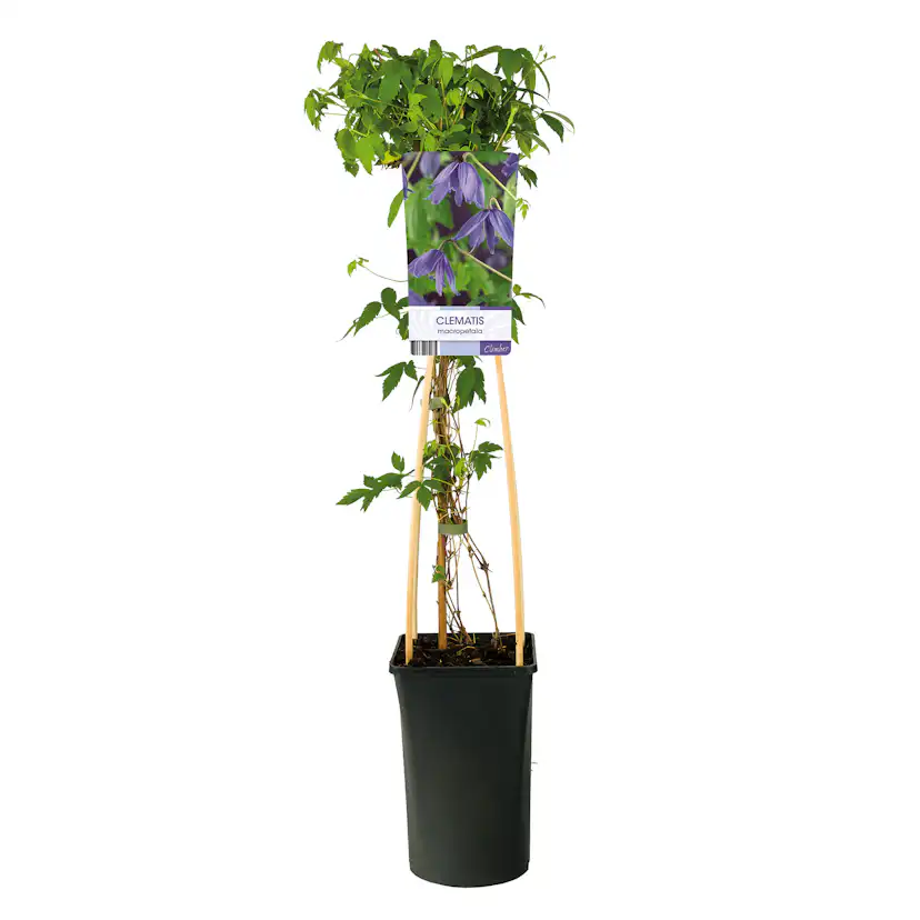 Klätterväxt Kronklematis Omnia Garden 40-60 cm