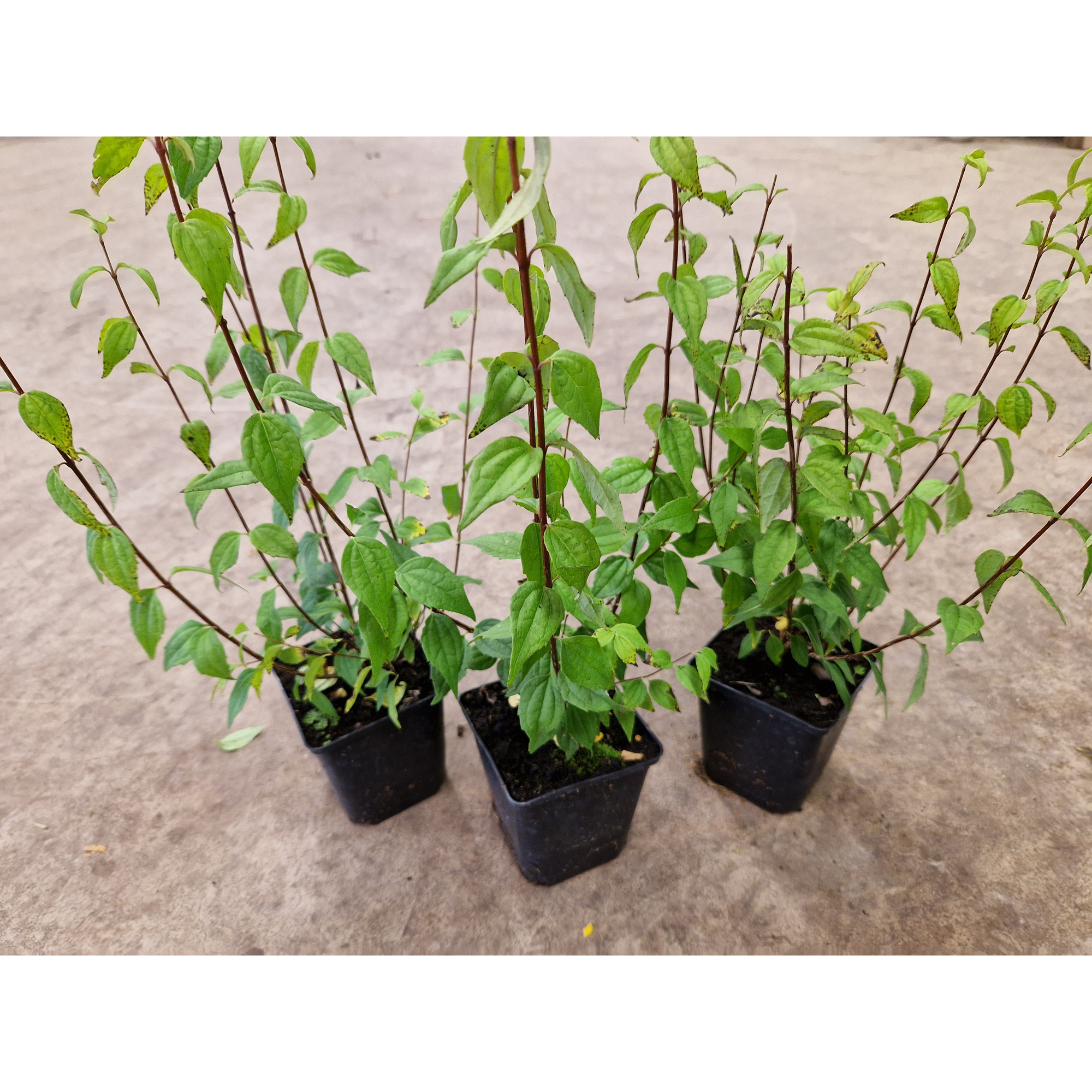 Buske Omnia Garden Smultronschersmin 20-30 cm