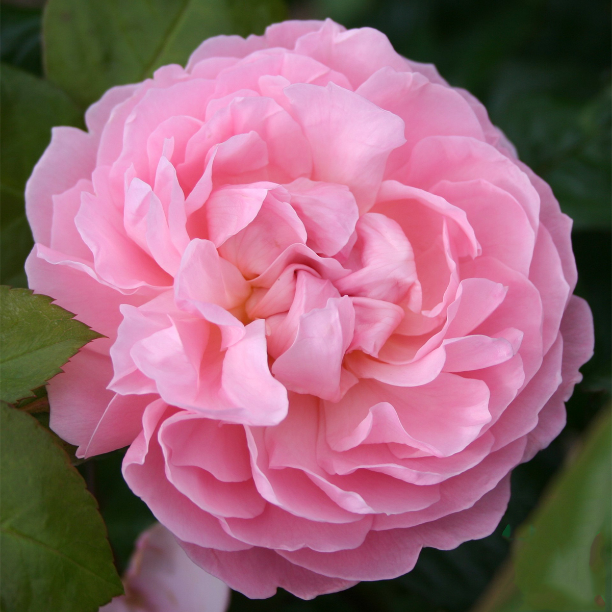 Storblommig Ros Omnia Garden The Generous Gardener