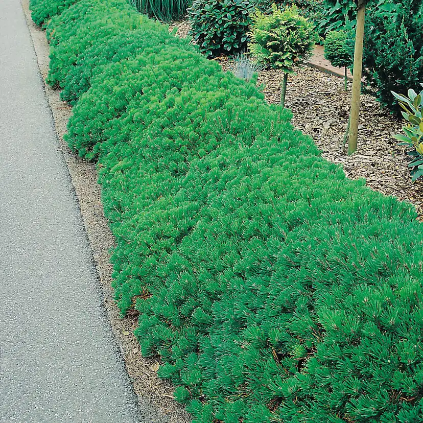 Liten Bergtall Omnia Garden 25-30 cm