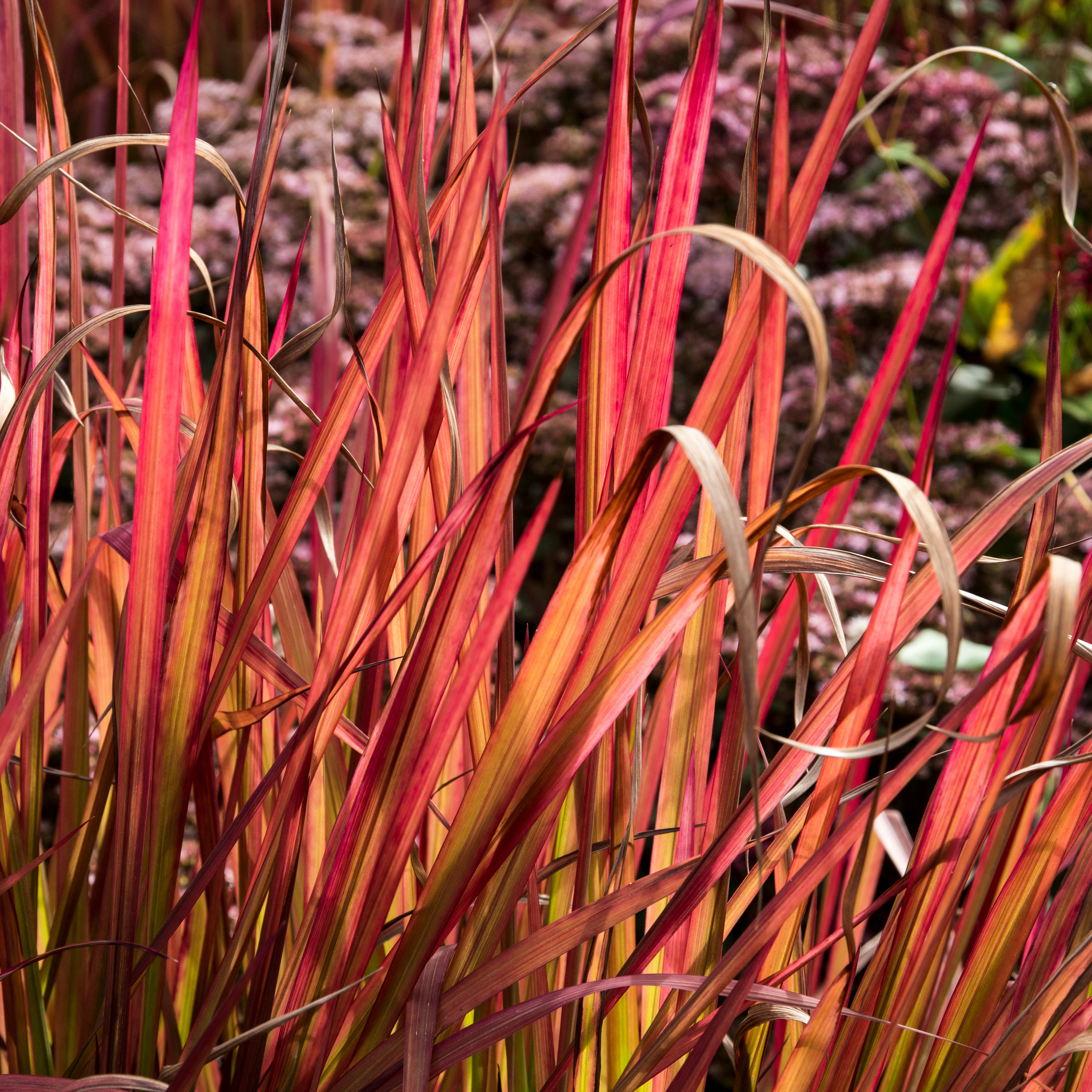 Prydnadsgräs Omnia Garden Japanskt Blodgräs
