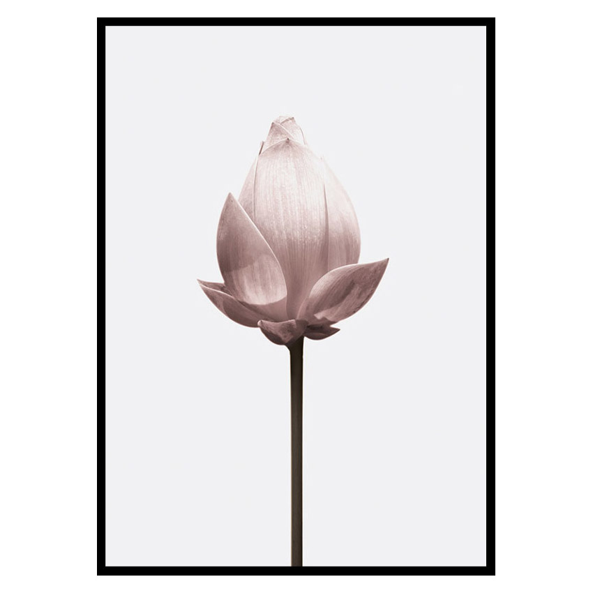 Poster Gallerix Lotus Flower
