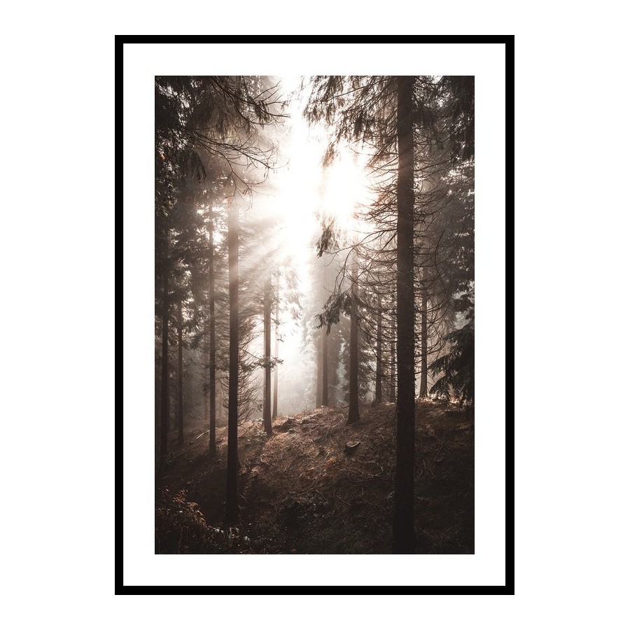 Poster Gallerix Sunbeams Through Autumnal Trees