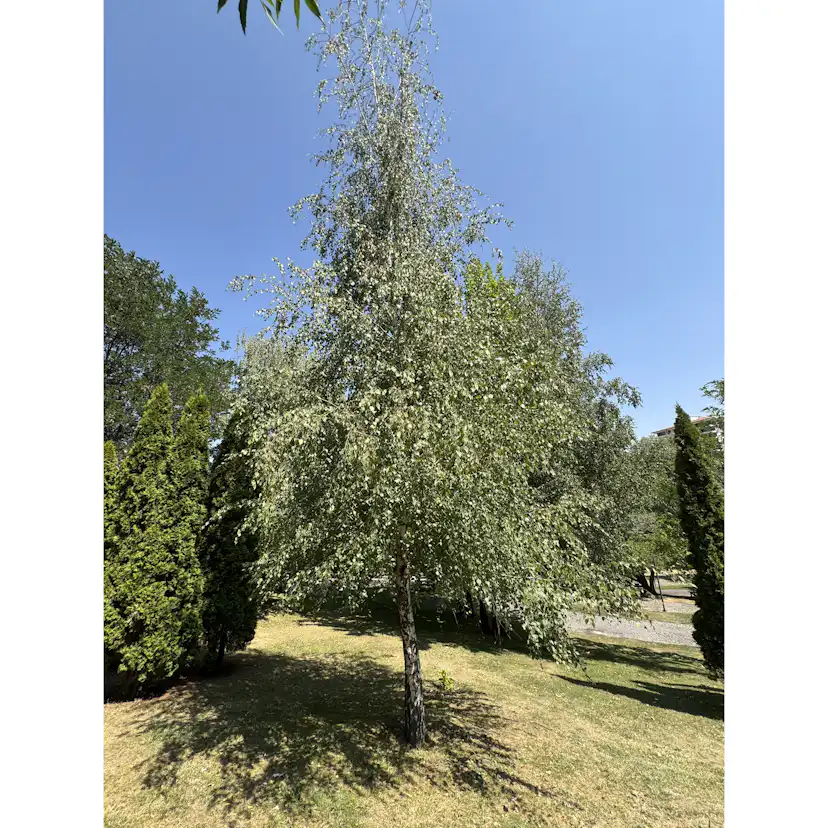 Högstamsträd Omnia Garden Vårtbjörk, Alléträd 300-400 cm för Trädgård & Utemiljö