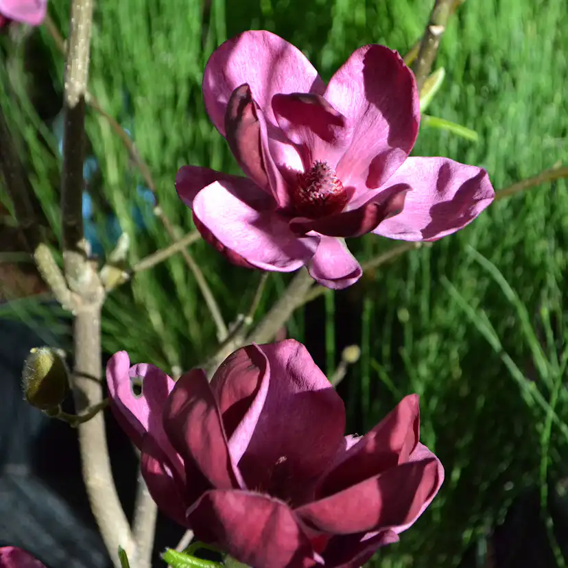 Prydnadsbuske Omnia Garden Rosenmagnolia Genie