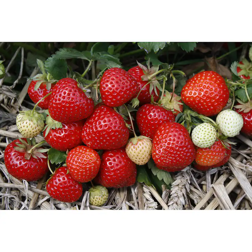 Jordgubbe Omnia Garden Fragaria Ananassa Rumba