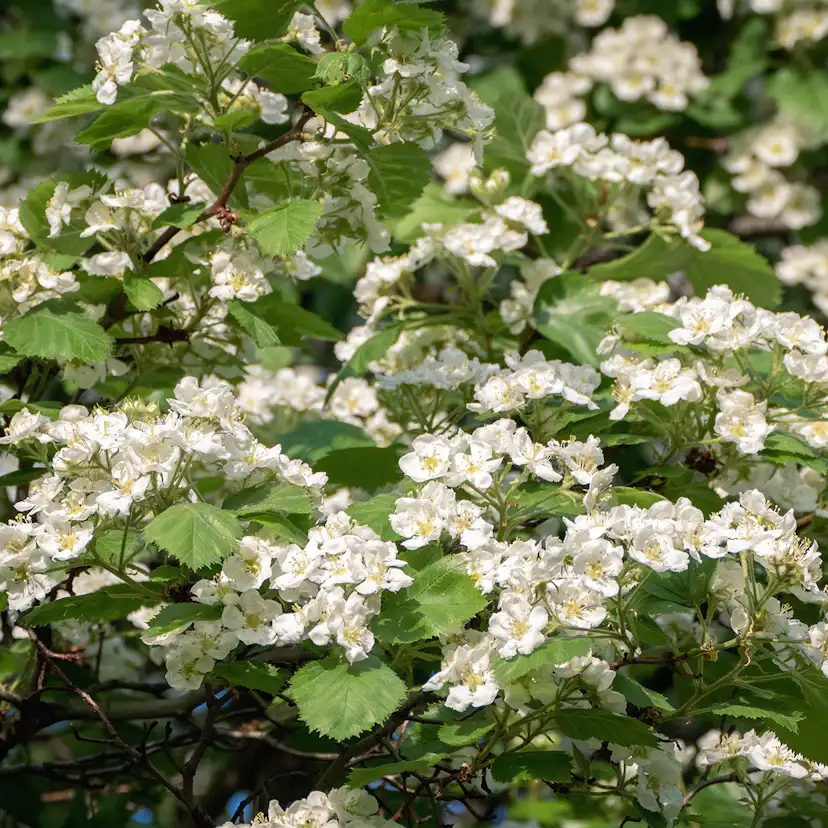 Buske Omnia Garden Scharlakanshagtorn