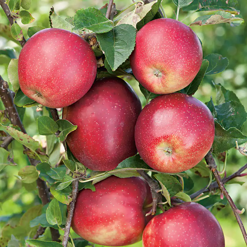 Äppelträd Omnia Garden Summerred Svagväxande