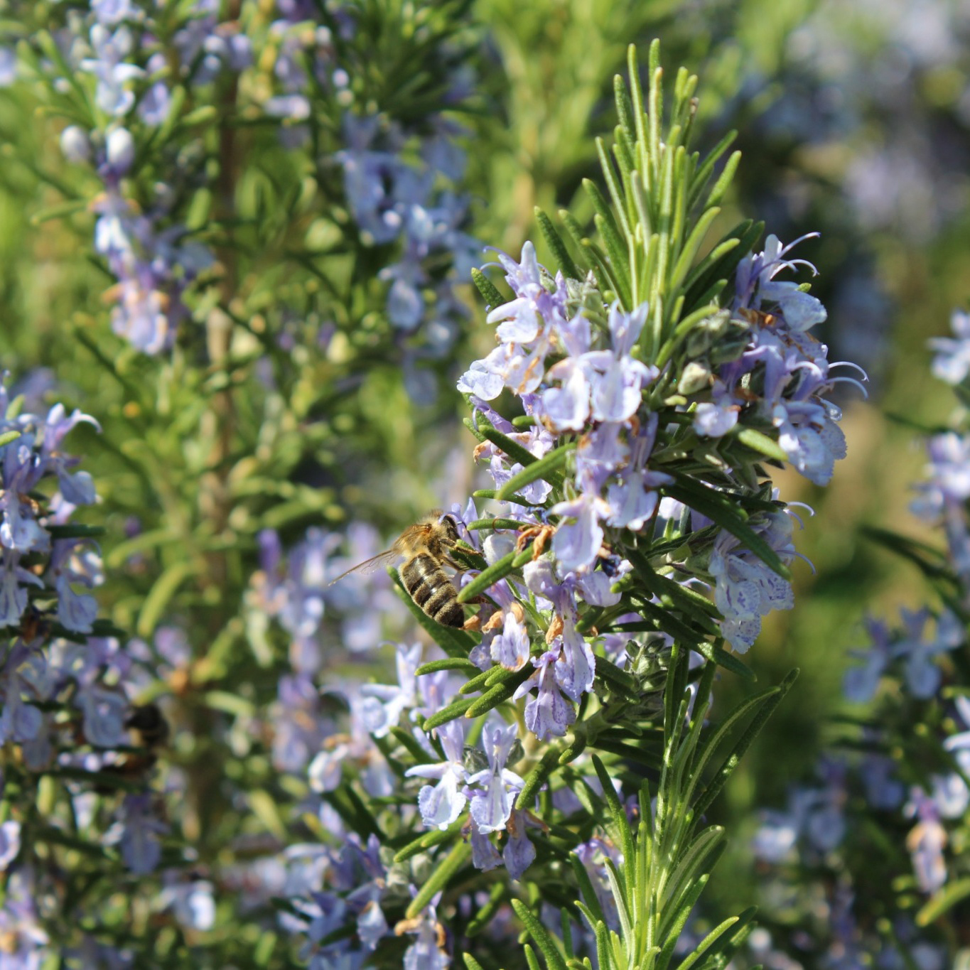 Prydnadsbuske Omnia Garden Rosmarin Salvia Rosmarinus