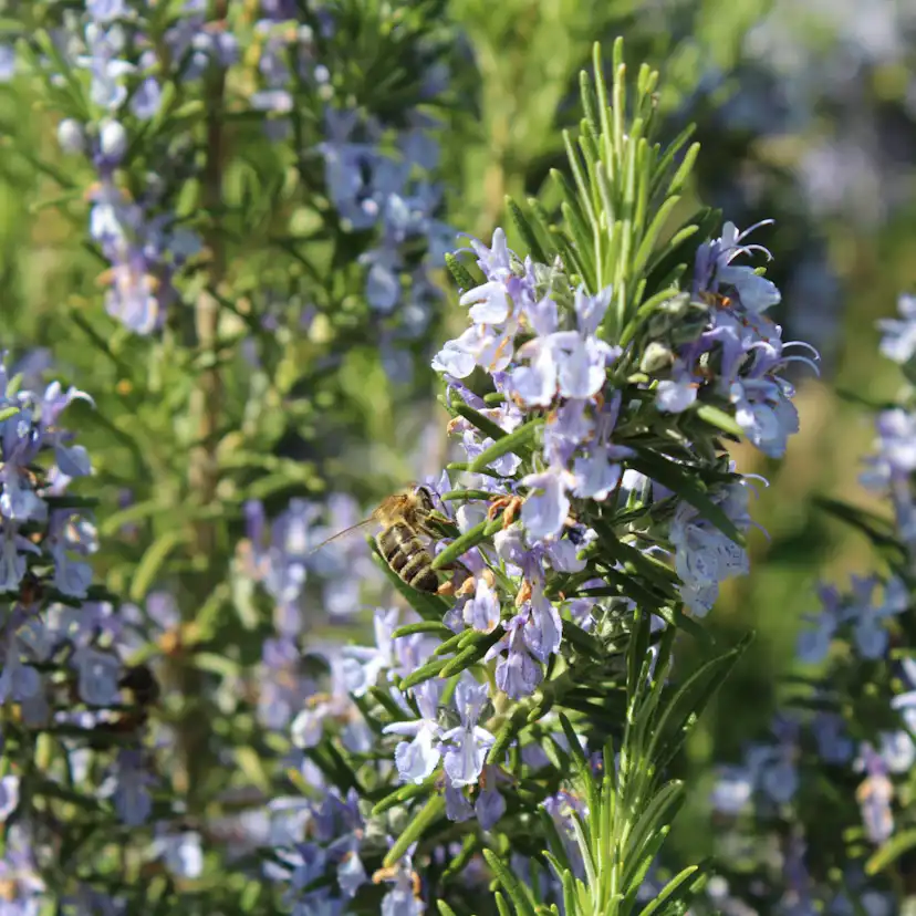 Prydnadsbuske Omnia Garden Rosmarin Salvia Rosmarinus