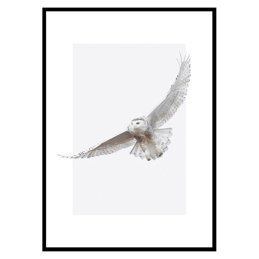 Poster Gallerix White Owl