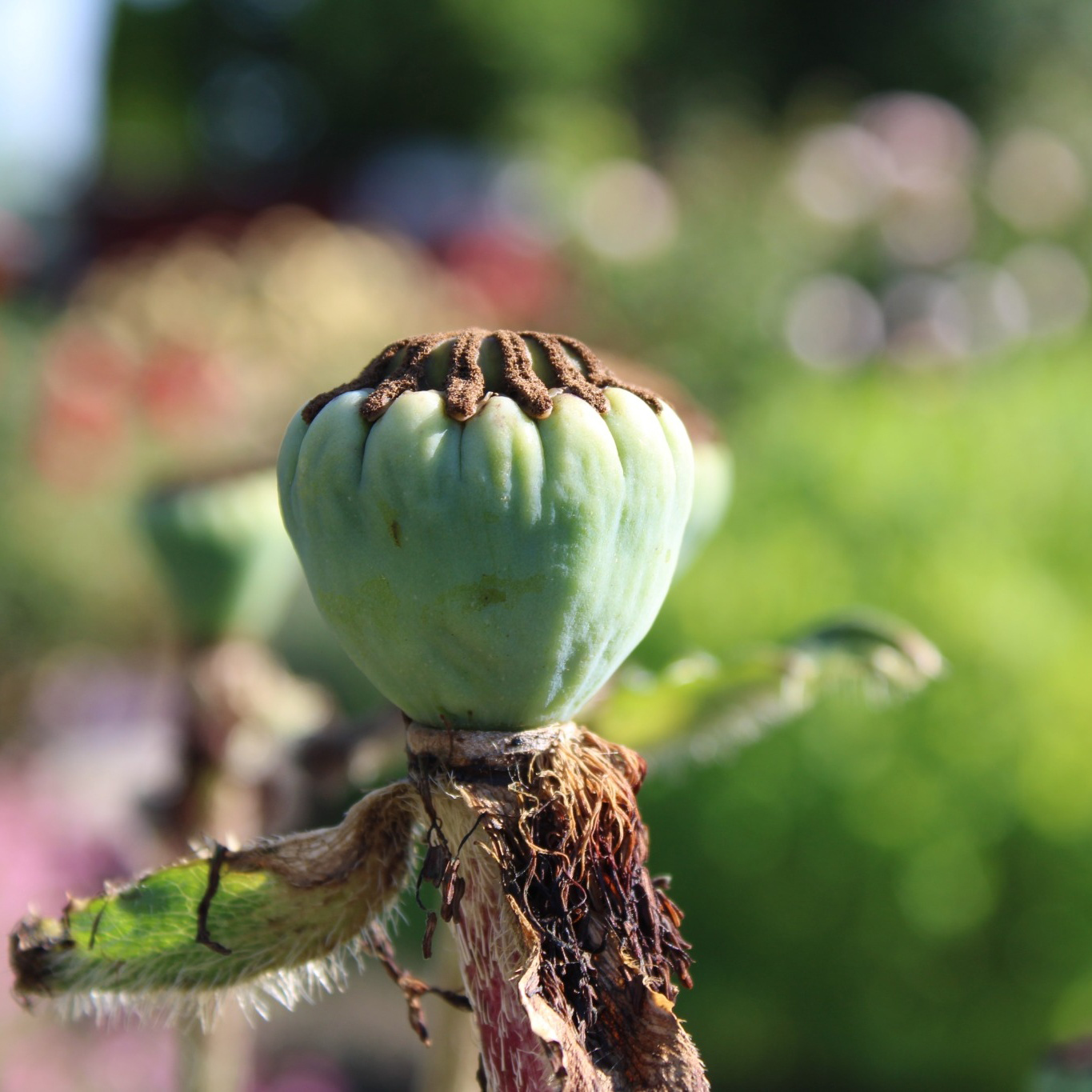 Perenn Omnia Garden Jättevallmo Prinzessin Viktoria Louise Papaver