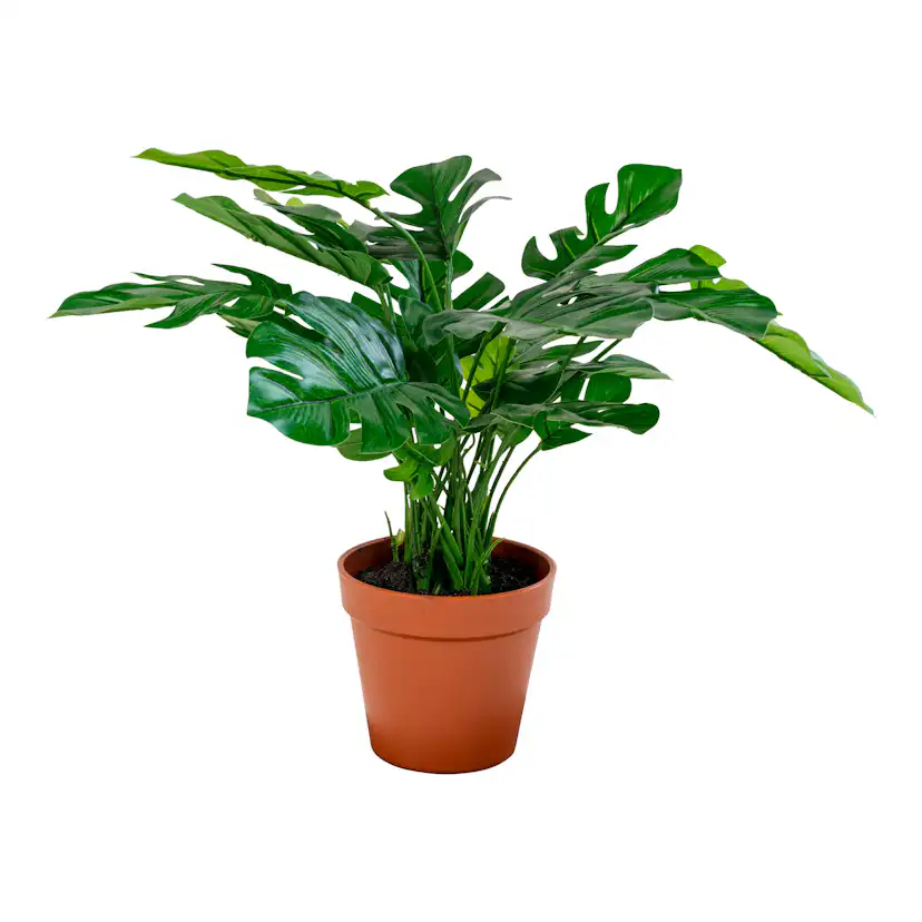 Konstväxt House Nordic Monstera