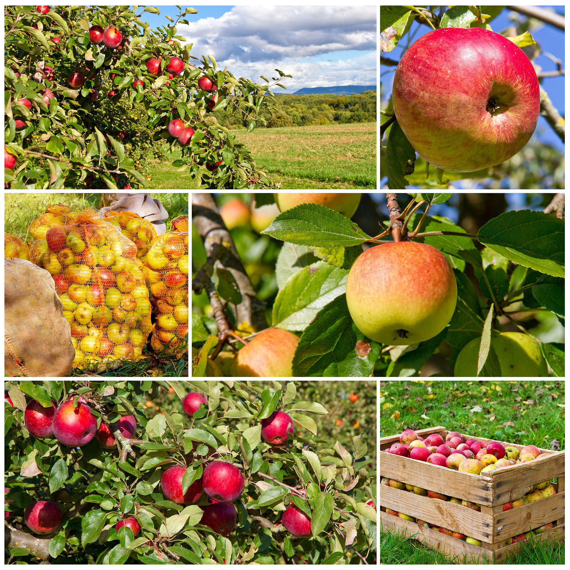 Äppelträd Omnia Garden Malus domestica inkl Uppbindningskit