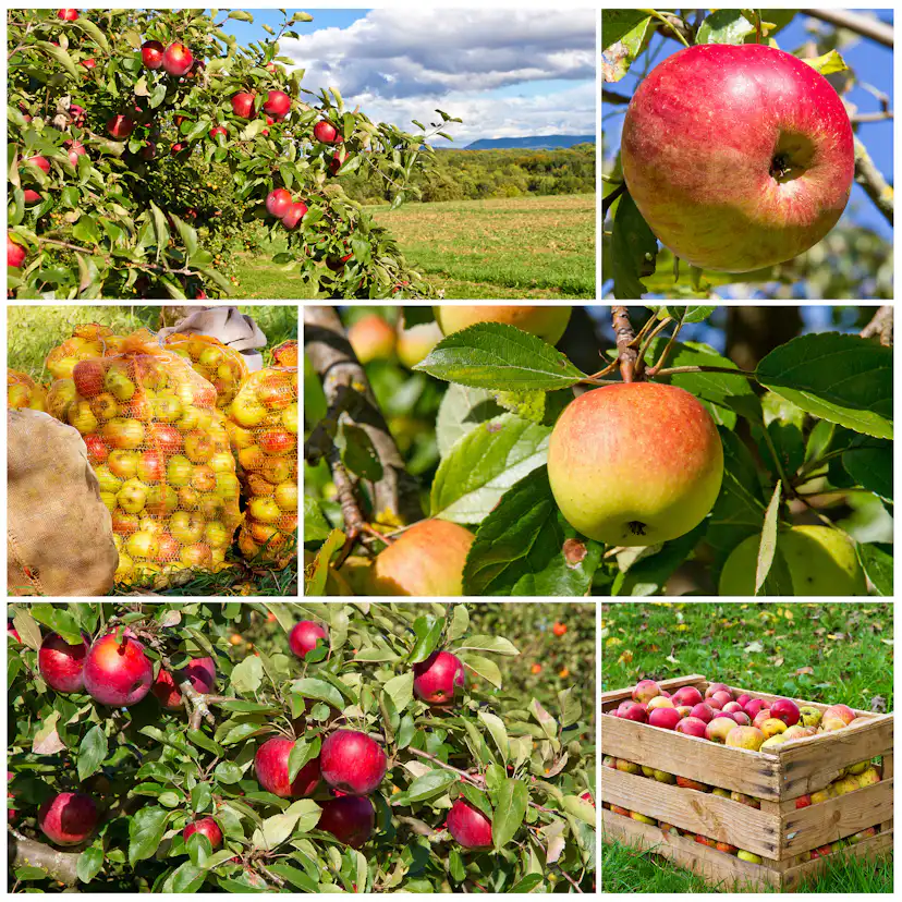 Äppelträd Omnia Garden Malus domestica inkl Uppbindningskit