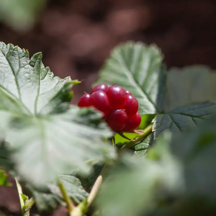 Bärbuske Omnia Garden Allåkerbär Stellarcticus Linda