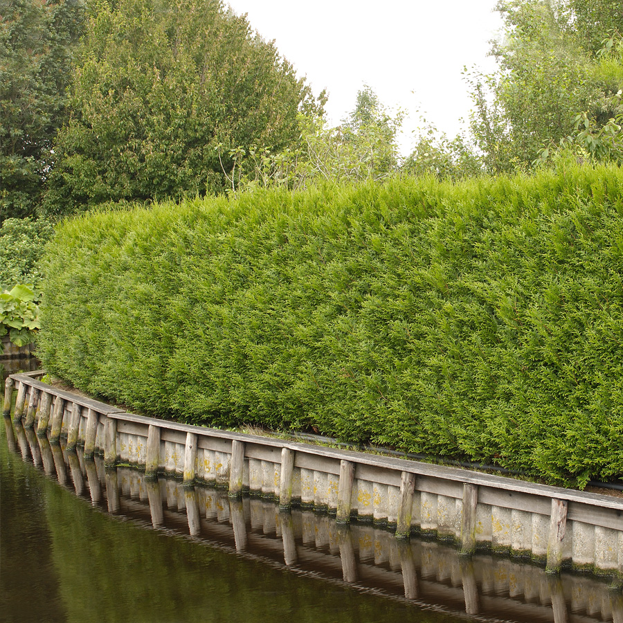 Häck Omnia Garden Tuja 100-125 cm