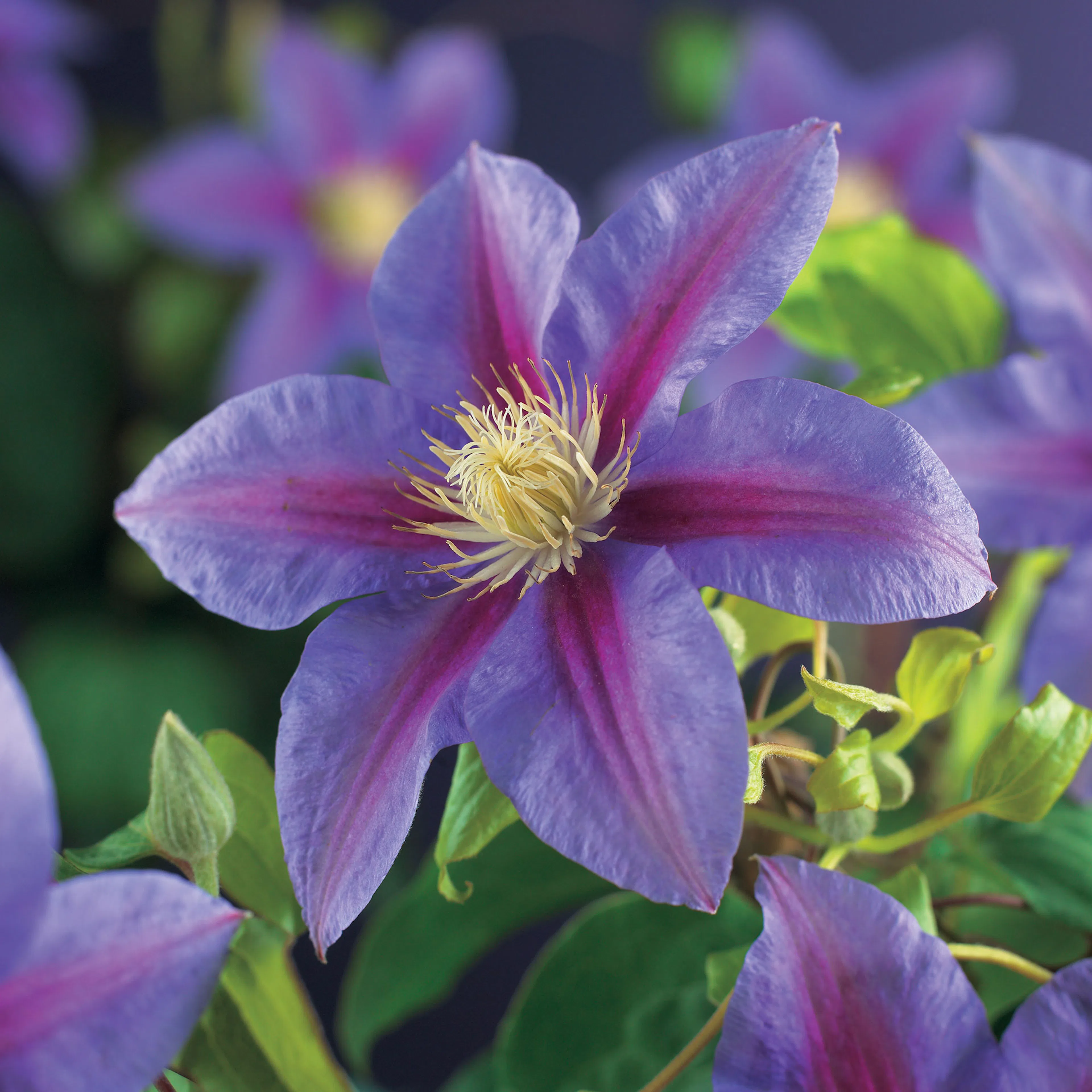 Klätterväxt Storblommig Vippklematis Omnia Garden 40-60 cm