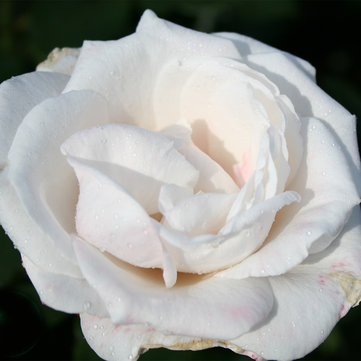 Flerblommig Rabattros Omnia Garden Royal Copenhagen