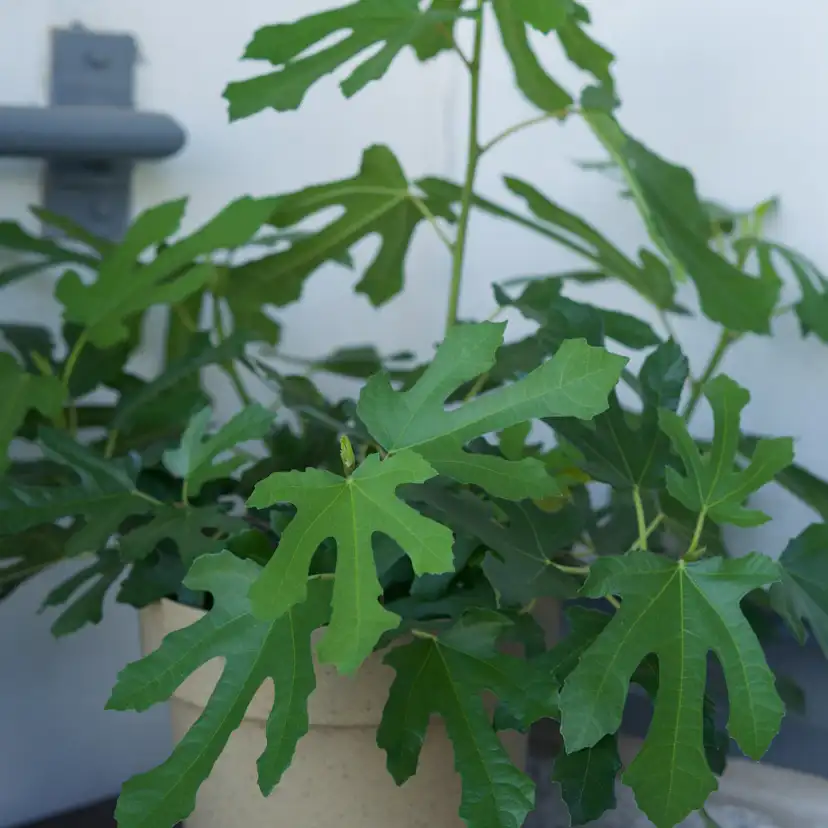 Fikonträd Omnia Garden Ficus Carica Little Miss Figgy