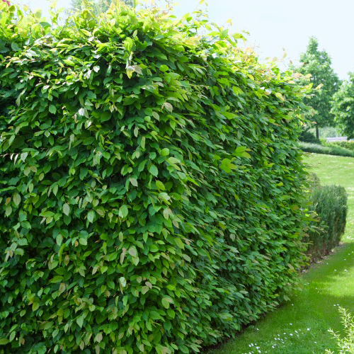 AvenBok Omnia Garden 30-50 cm