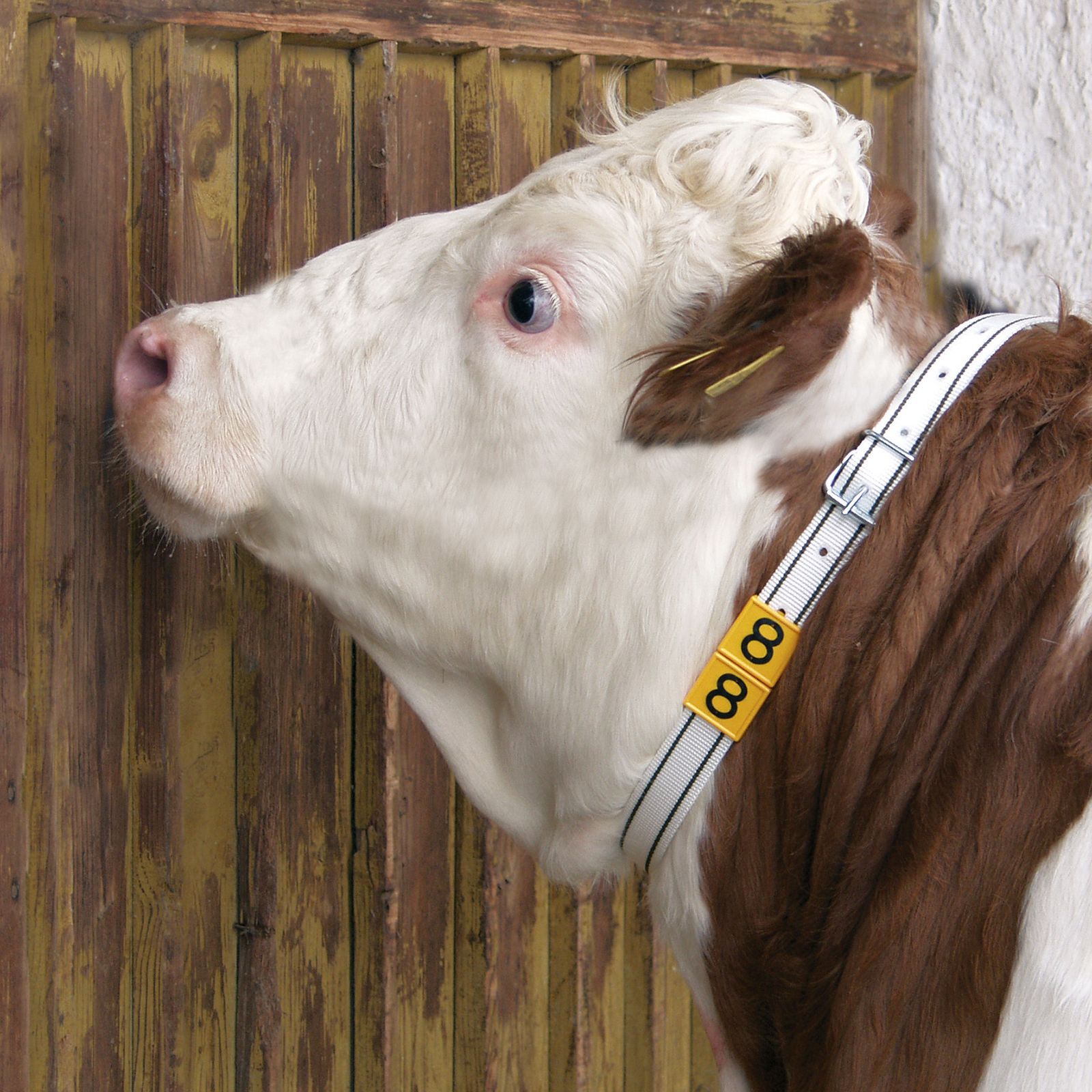 Halsmarkeringsband Kellfri 90 cm