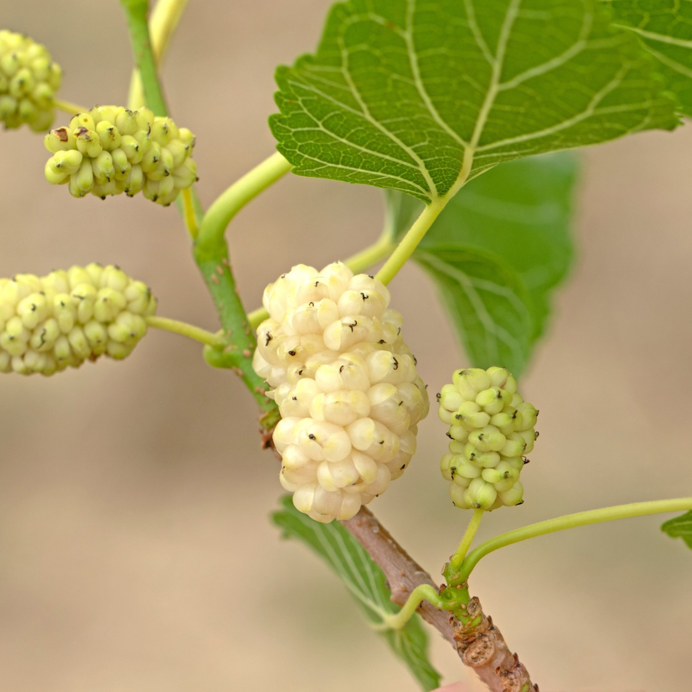 Bärbuske Omnia Garden Vitt Mullbär Morus Alba Visborg