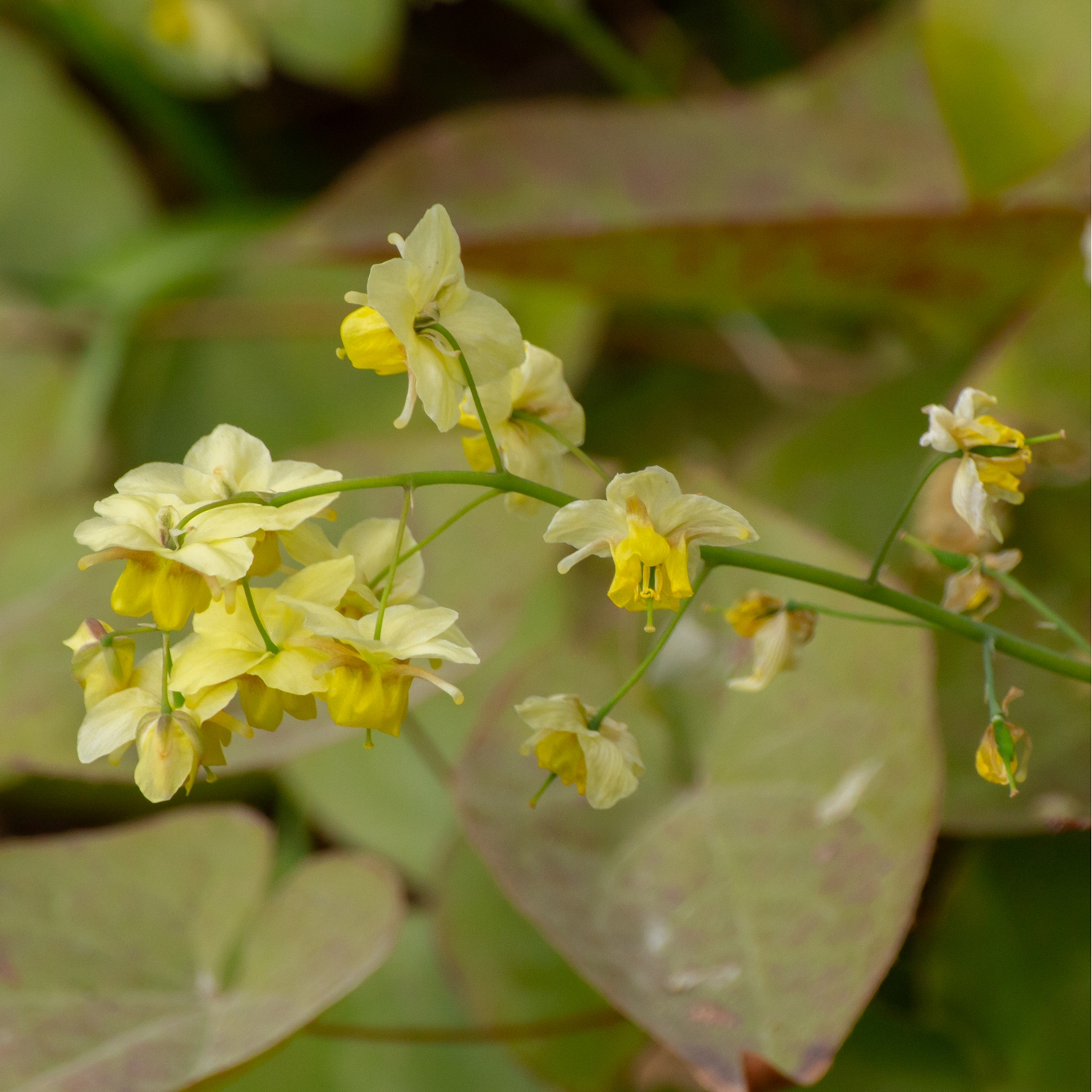Sockblomma Omnia Garden Frohnleiten Taggig