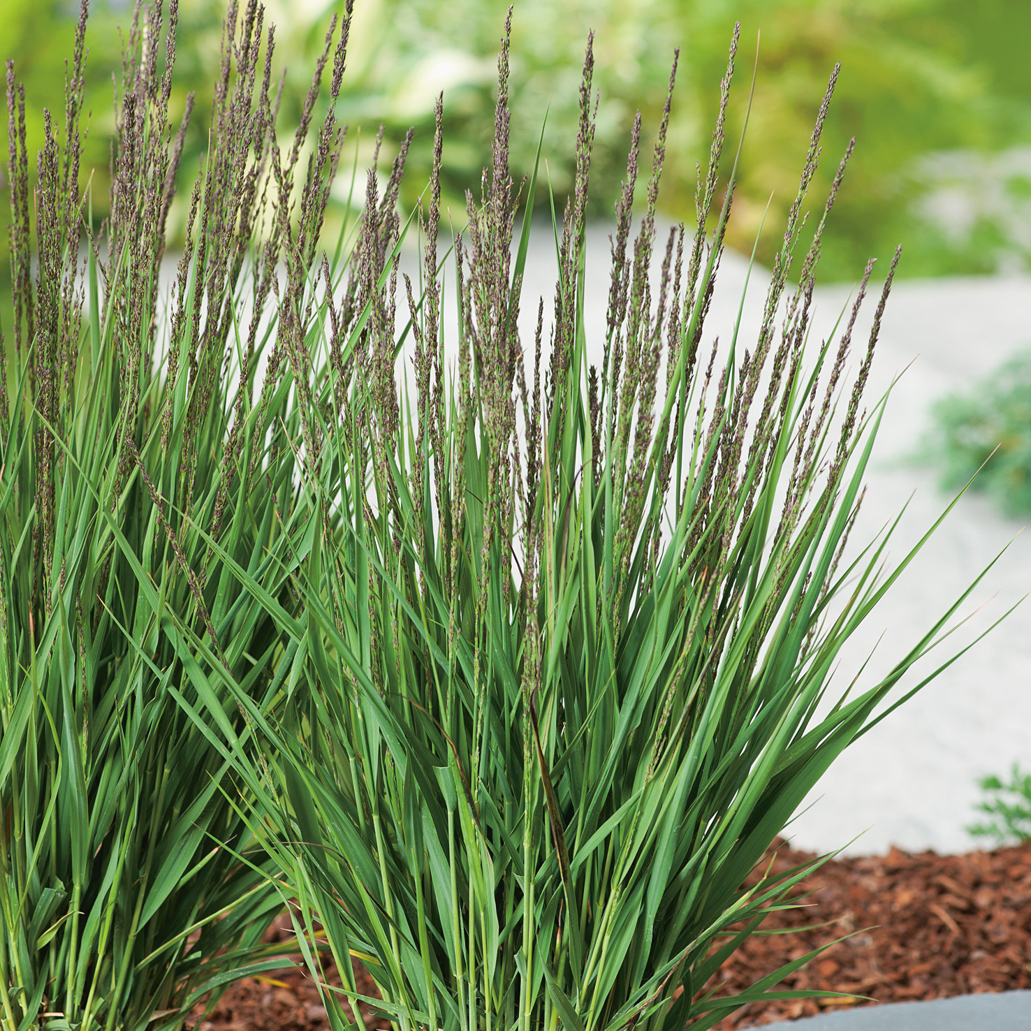 Prydnadsgräs Blåtåtel Omnia Garden Moorhexe