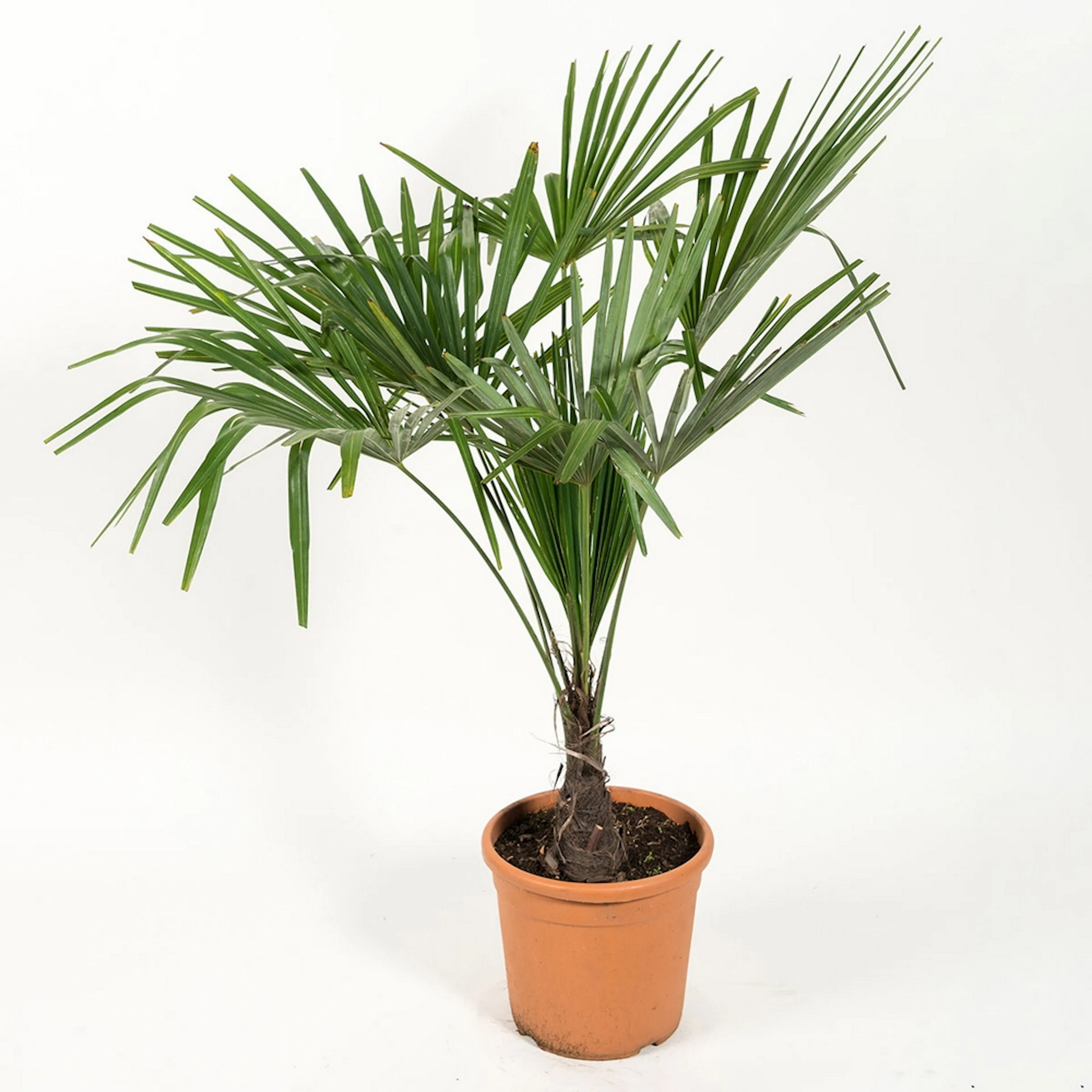 Trachycarpus fortunei (Chamaerops excelsa), 90/100 cm Leveranshöjd: 100-110 cm