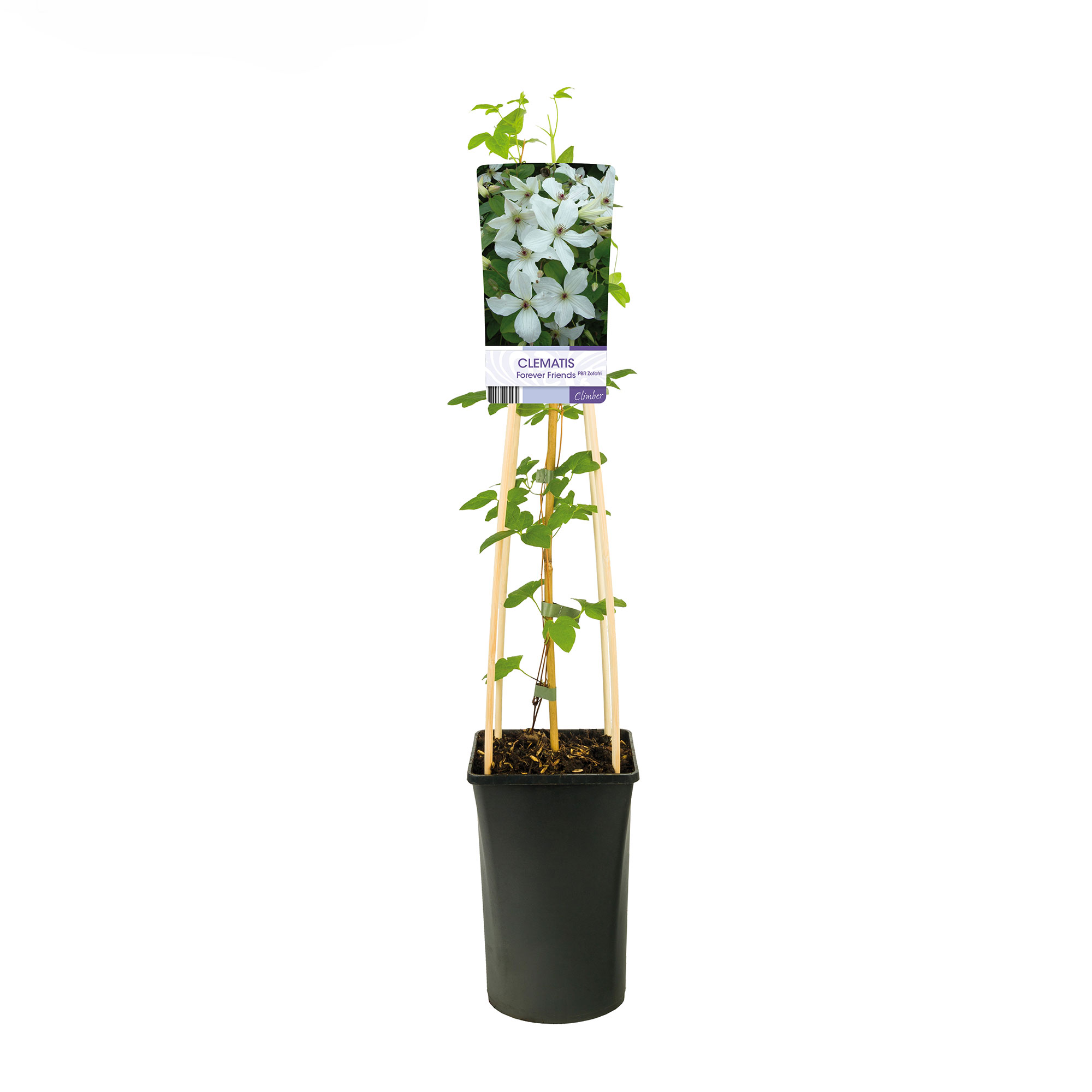 Klätterväxt Storblommig Klematis Omnia Garden Forever Friends 40-60 cm