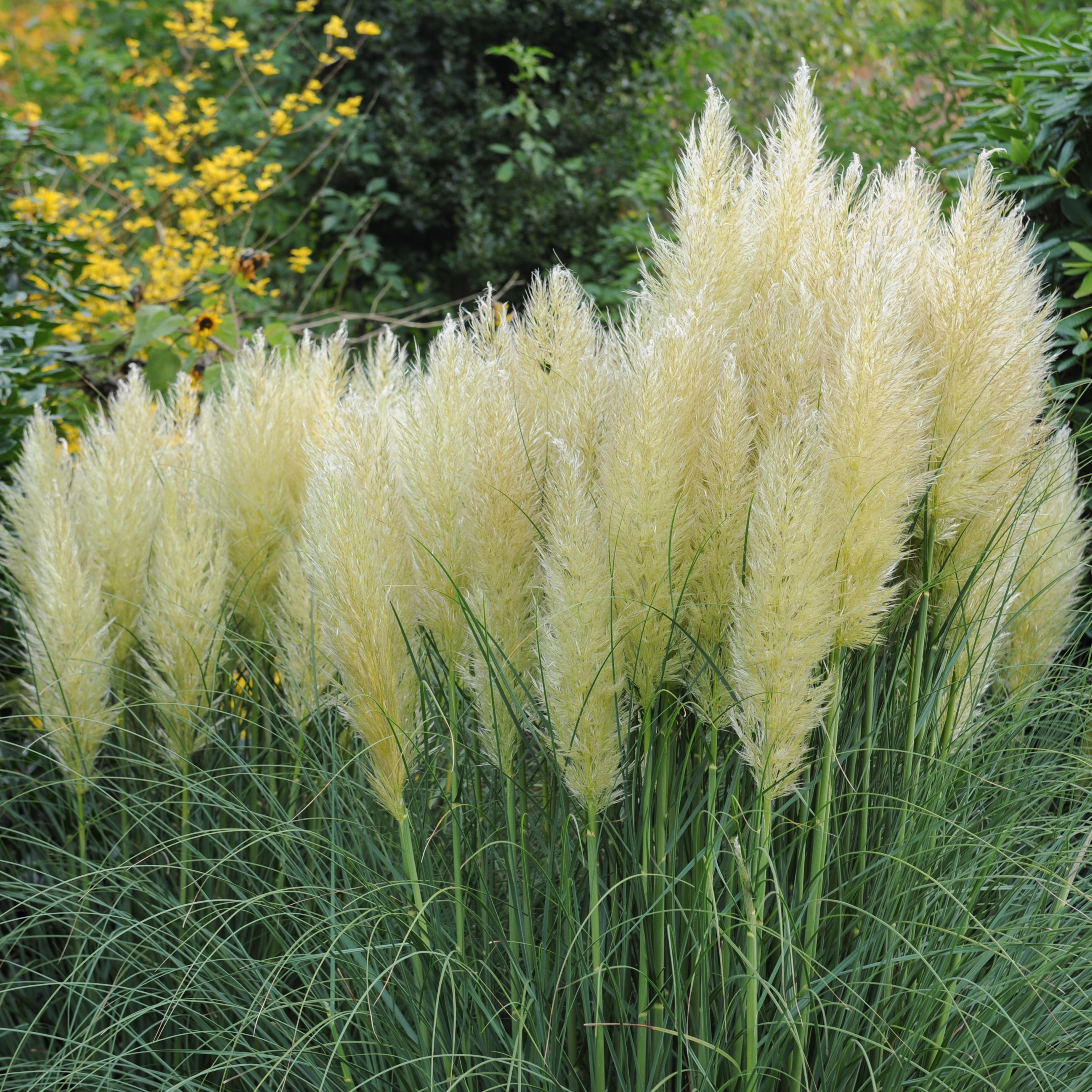 Prydnadsgräs Omnia Garden Pampasgräs