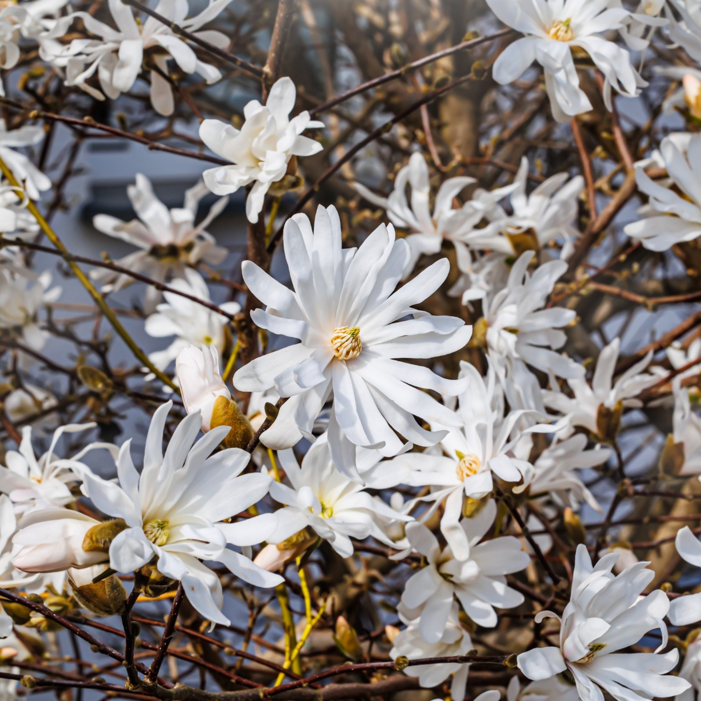 Prydnadsbuske Omnia Garden Stjärnmagnolia 80-100 cm