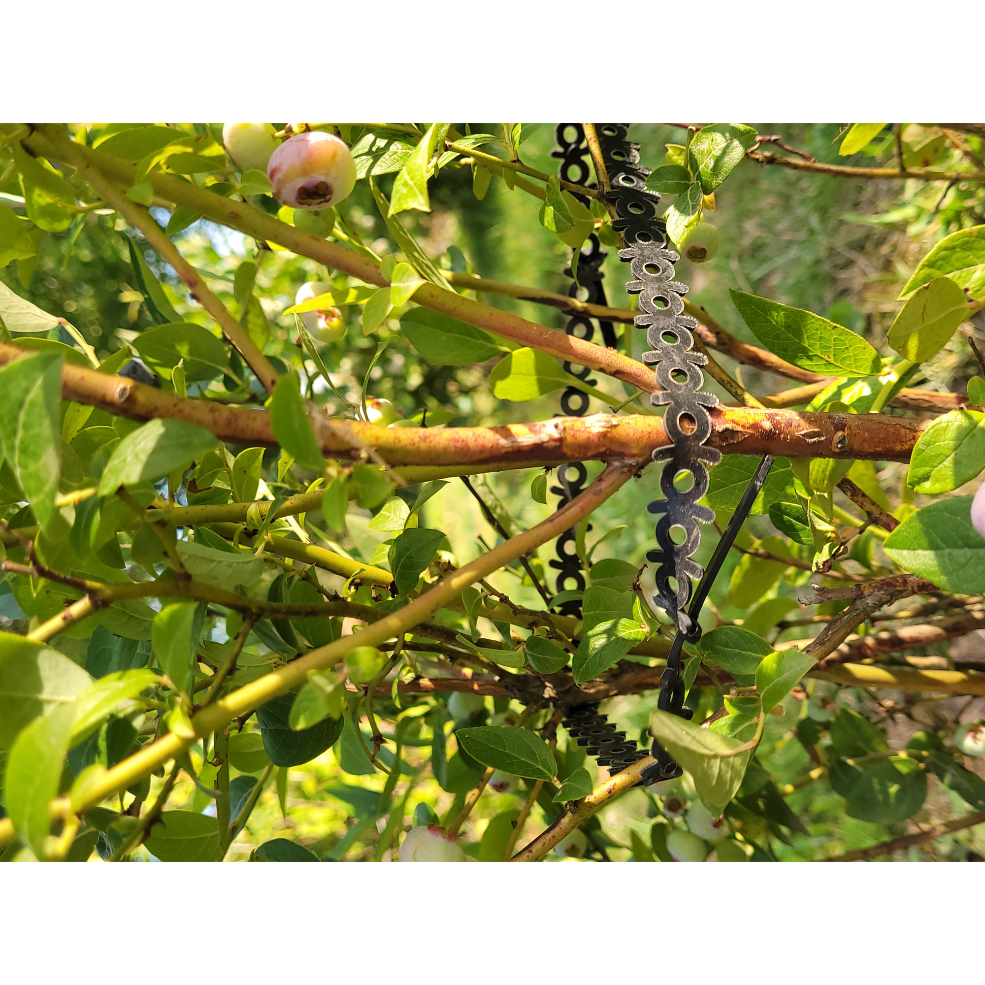 Buntband Jabo Agrimpex Svart 10-pack