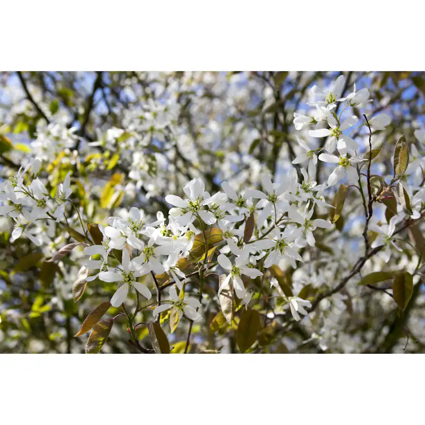 Buske Omnia Garden Häggmispel 20-40cm Krukodlade