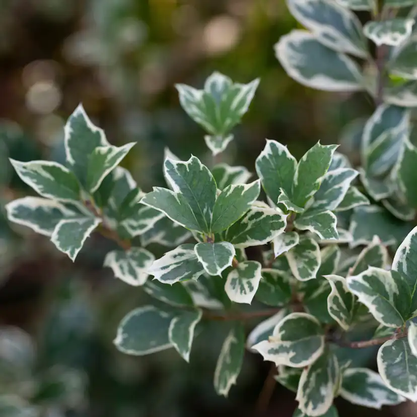 Klätterbenved Omnia Garden Euonymus fort. Emerald Gaiety