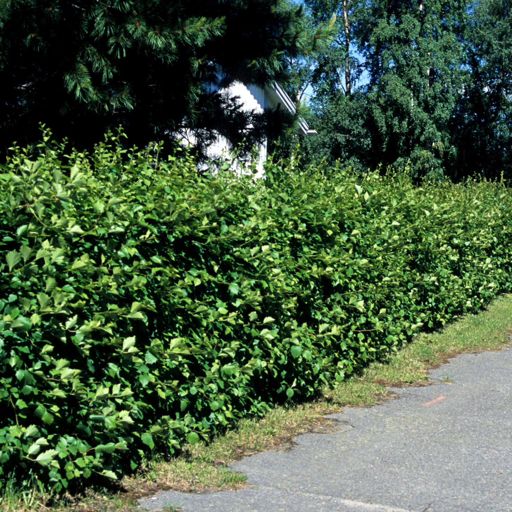 Häckhagtorn Omnia Garden Crataegus Grayana 20-40cm