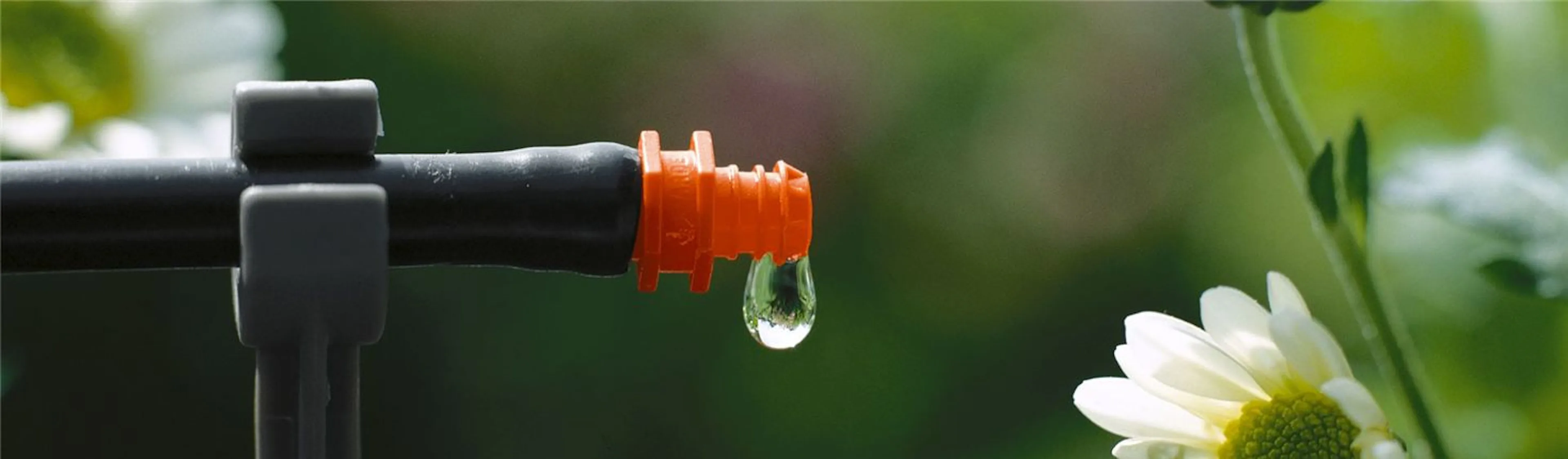 Droppslang för häck, kruka och växtbädd – 5 vanliga frågor och svar om droppbevattning