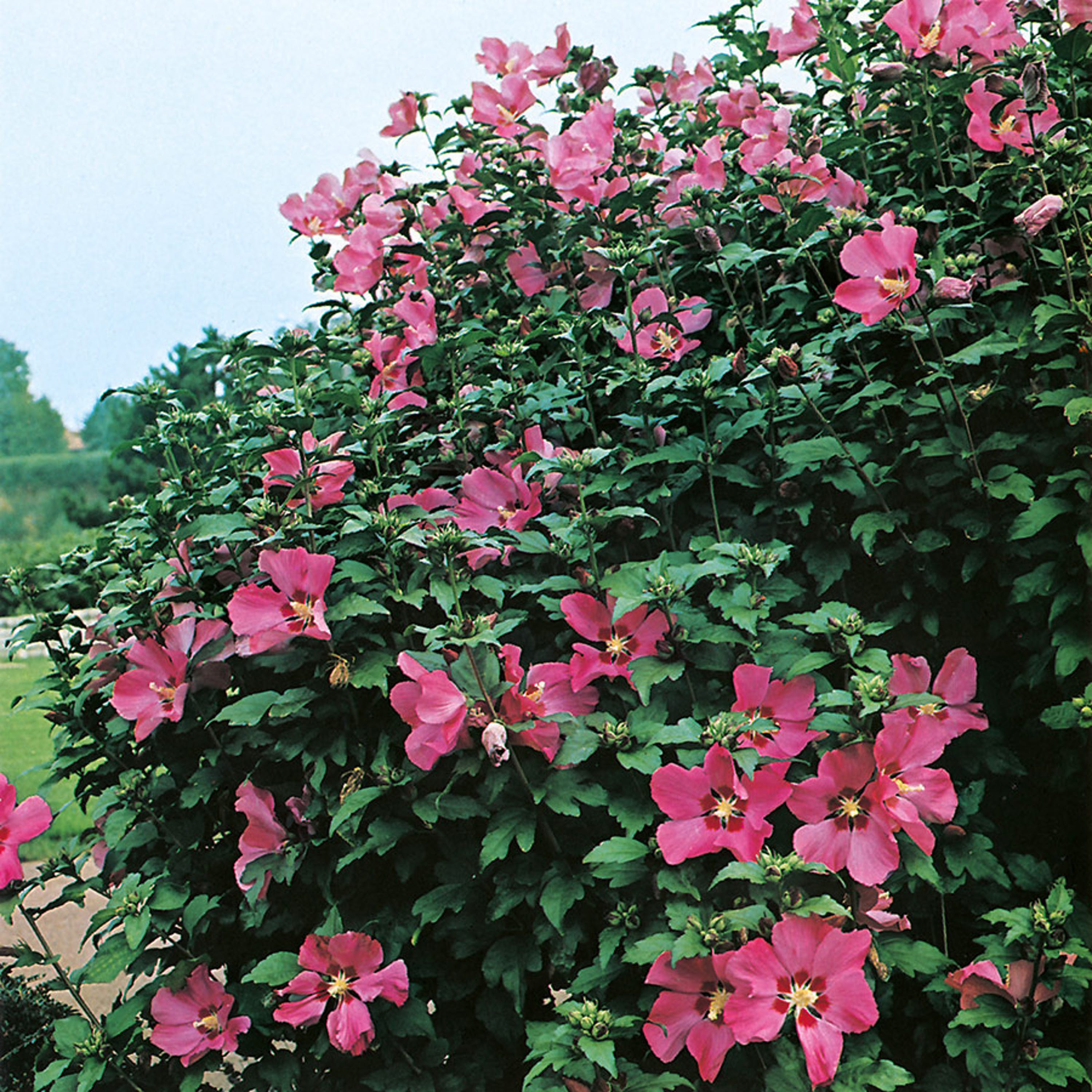Sensommarblommande buskar - Prydnadsbuske Frilandshibiskus Omnia Garden Woodbridge