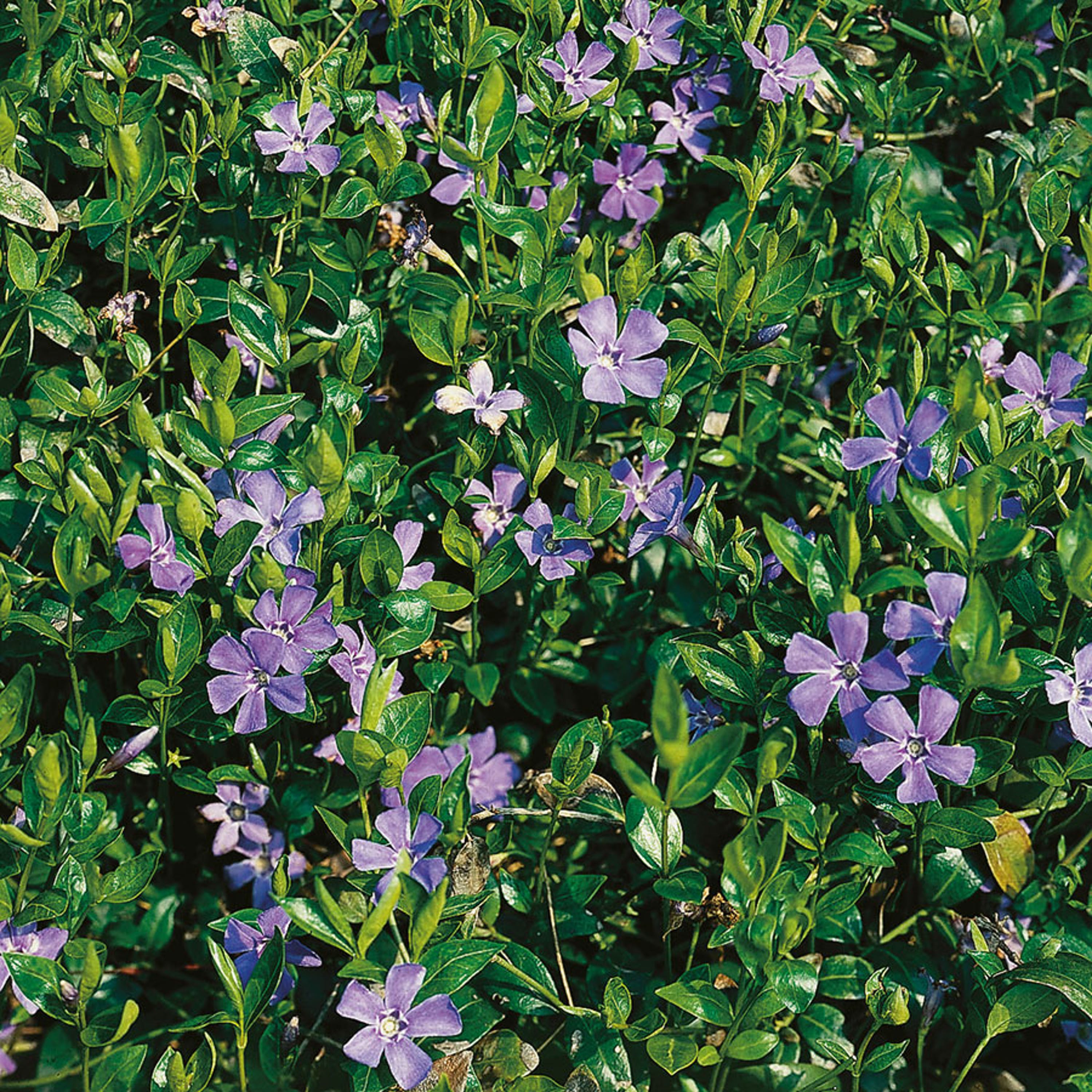 Blå perenner - Vintergröna