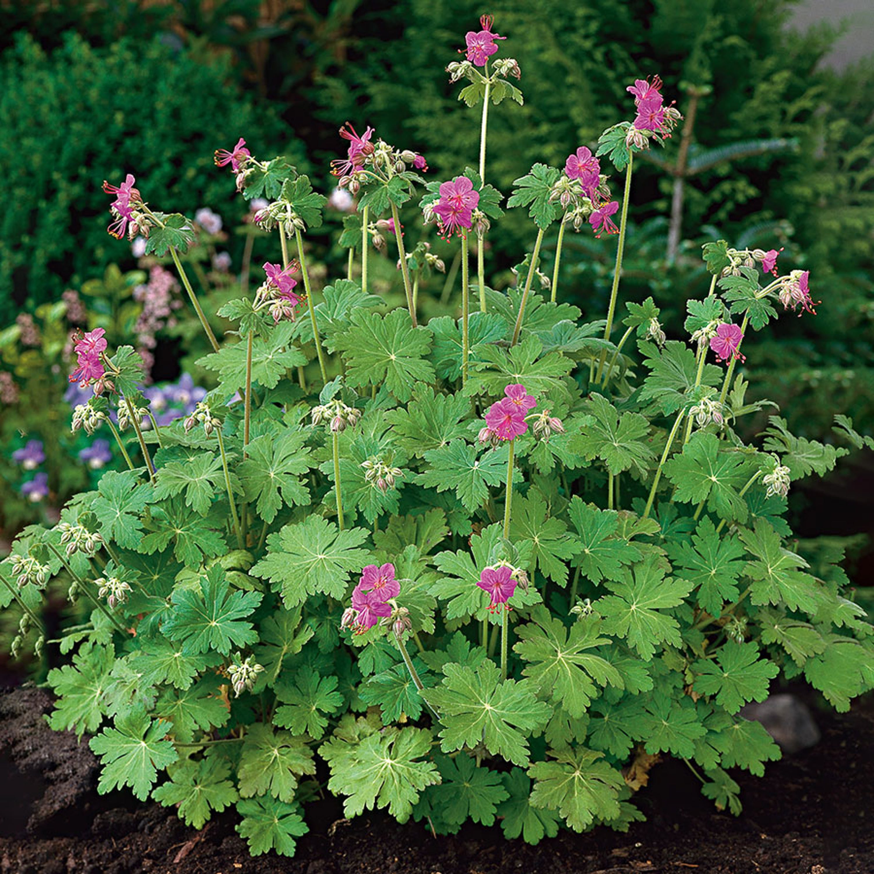 Tåliga perenner - Flocknäva