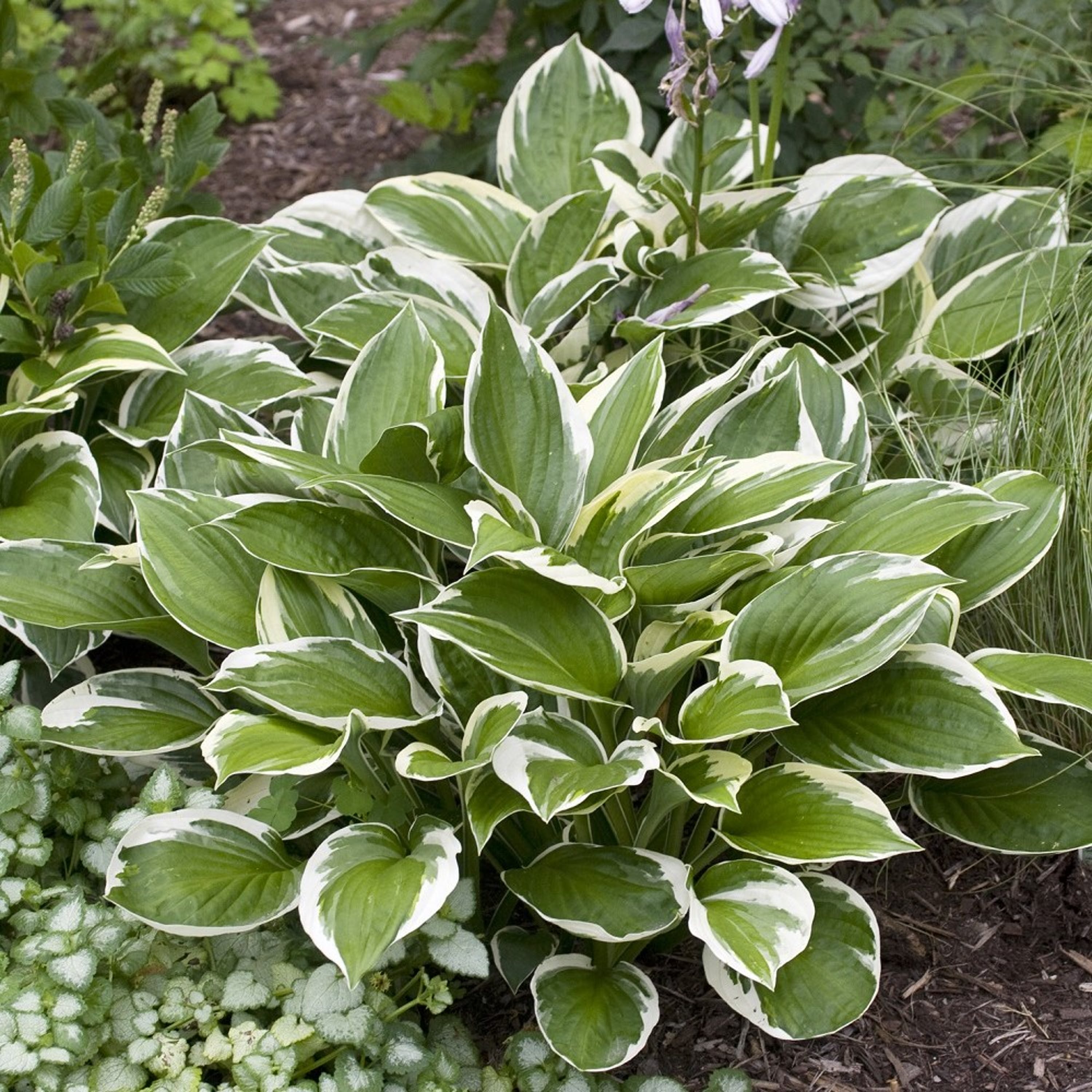 Perenn Blomsterfunkia Patriot