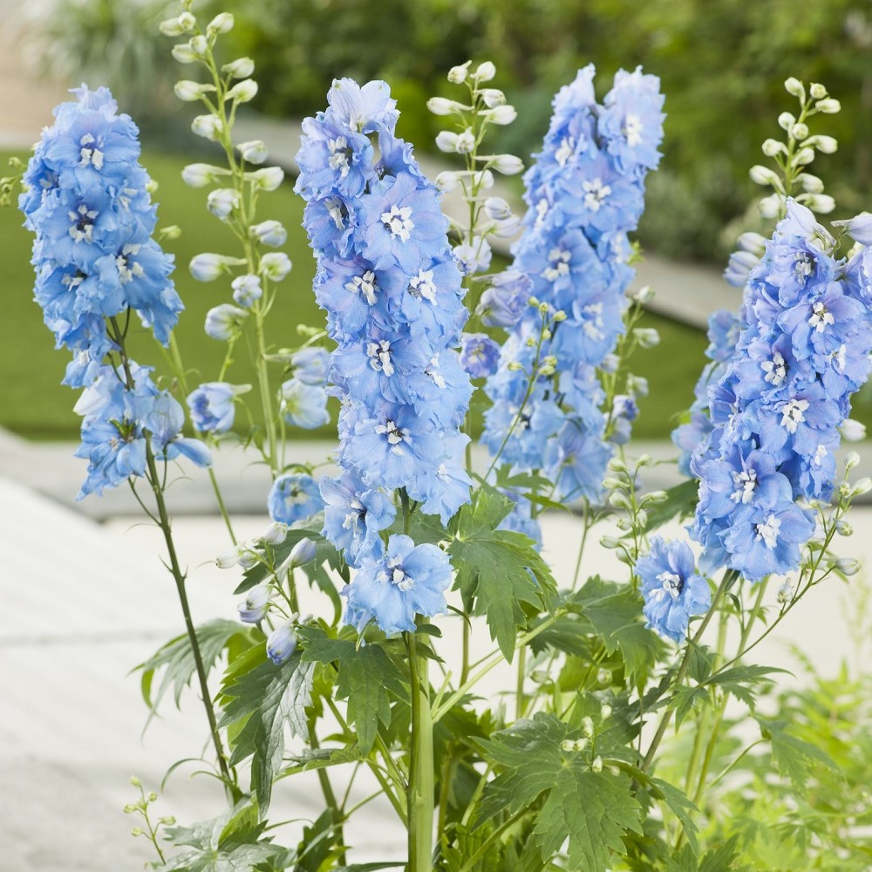 Perenn Trädgårdsriddarsporre Blue Bird