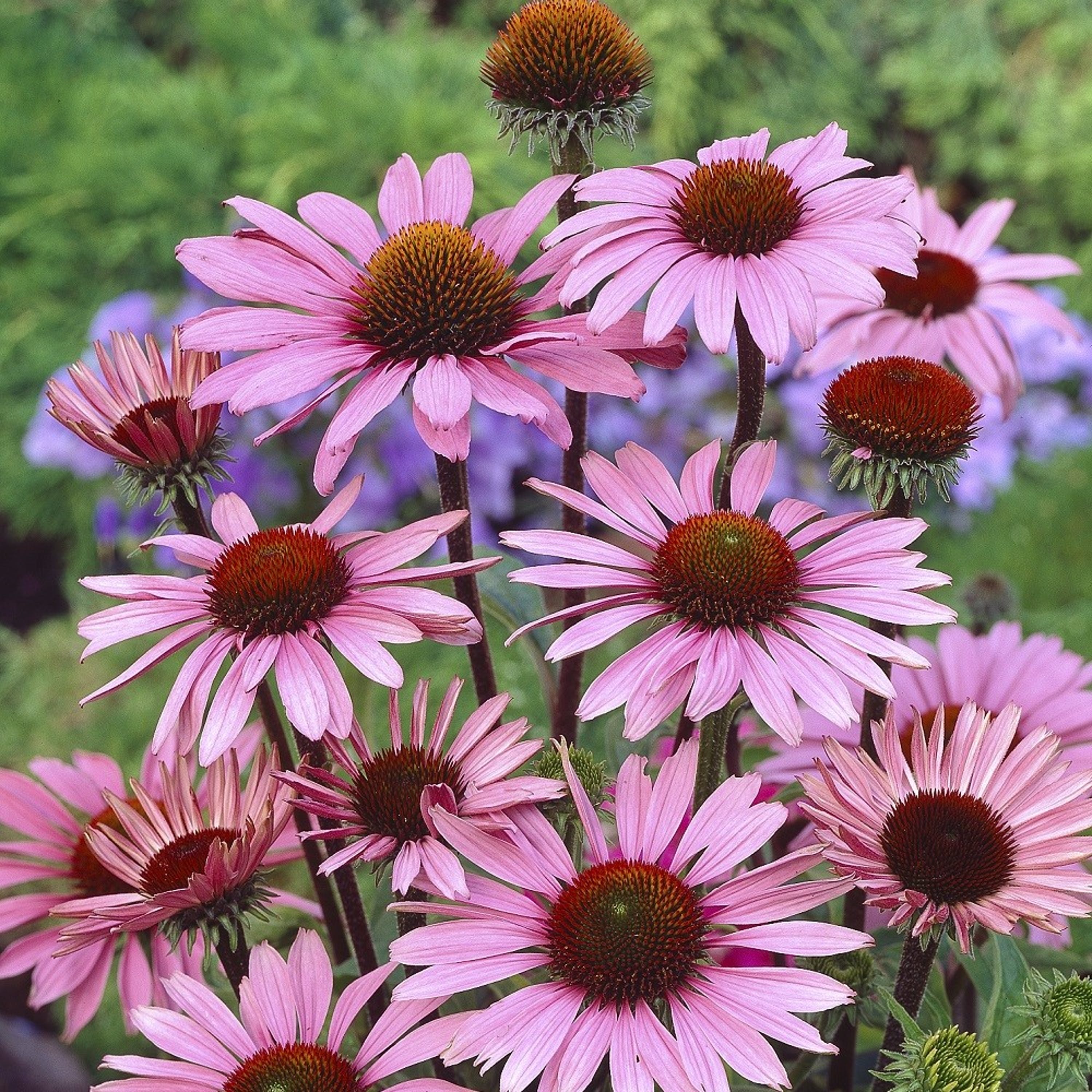 Perenn Röd solhatt Magnus