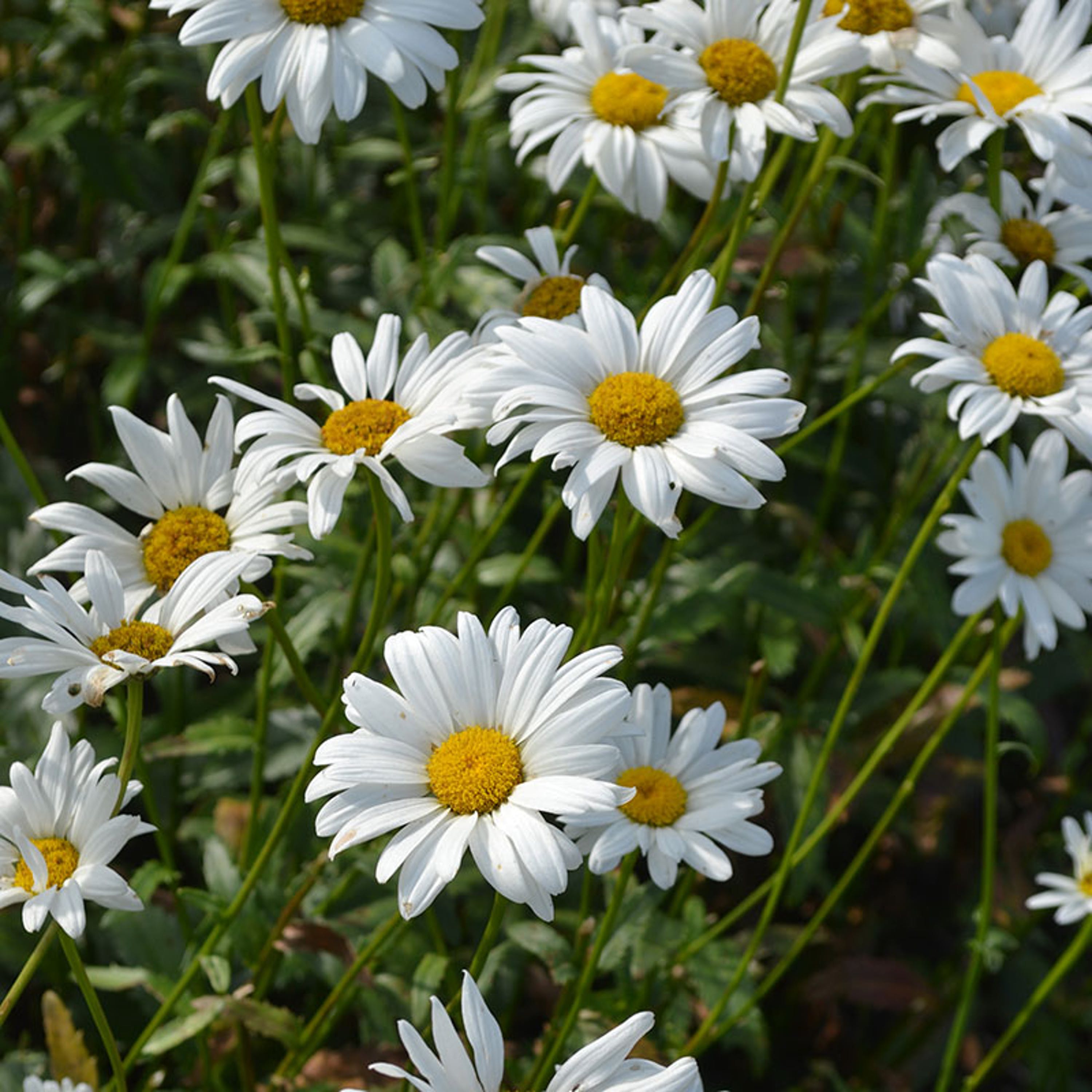 Perenn Jätteprästkrage Bröllopsgåvan